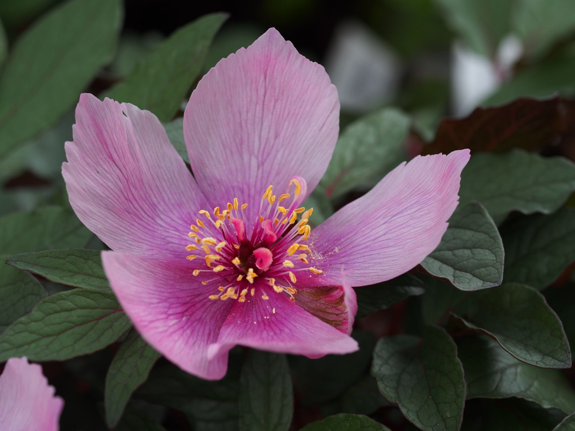 Image of Paeonia cambessedesii