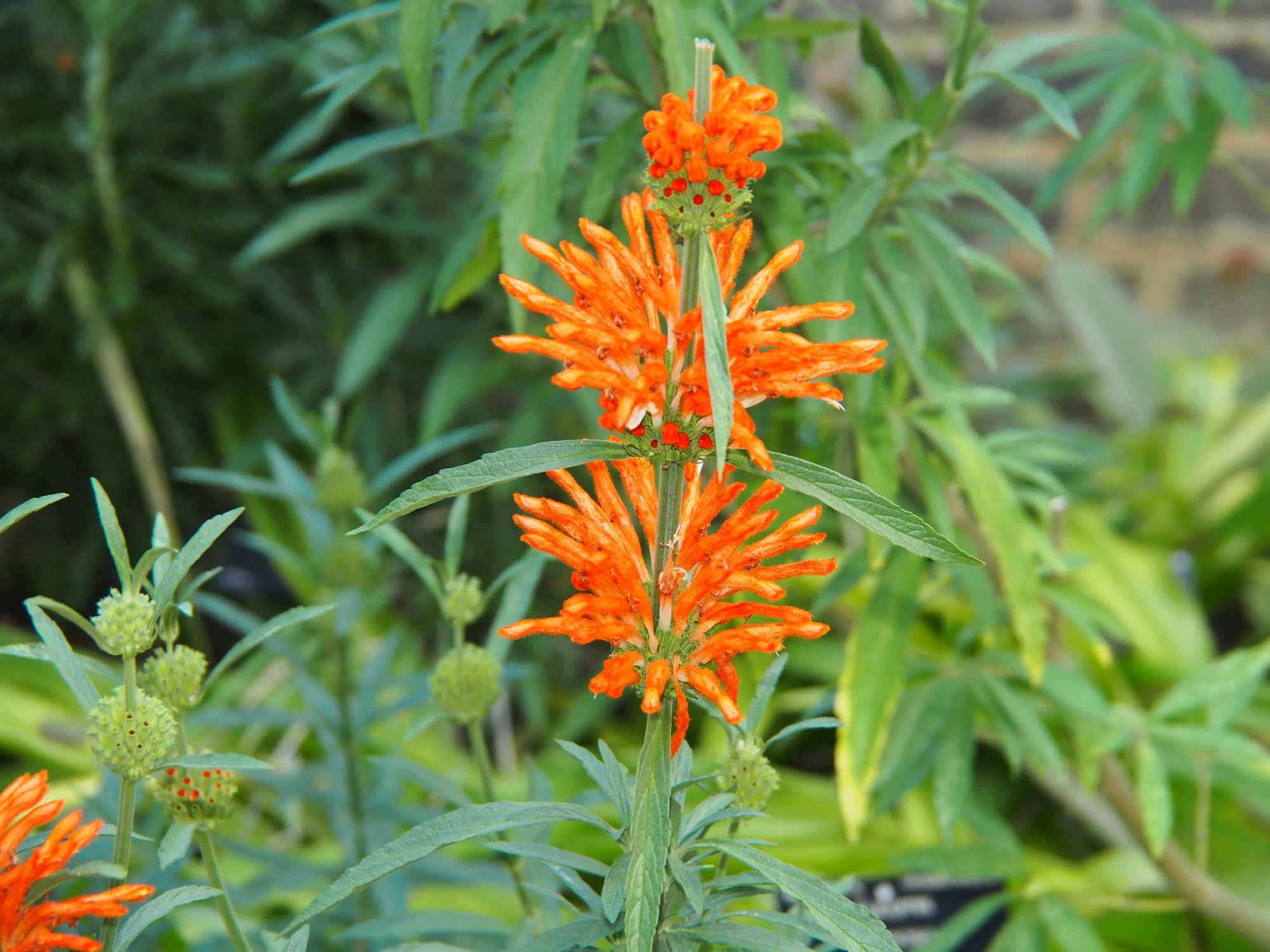 Image of Leonotis leonurus