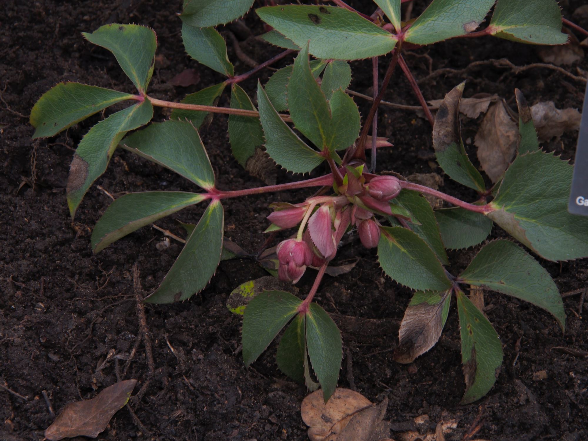 Image of Helleborus Ã— sternii 'Pewter'