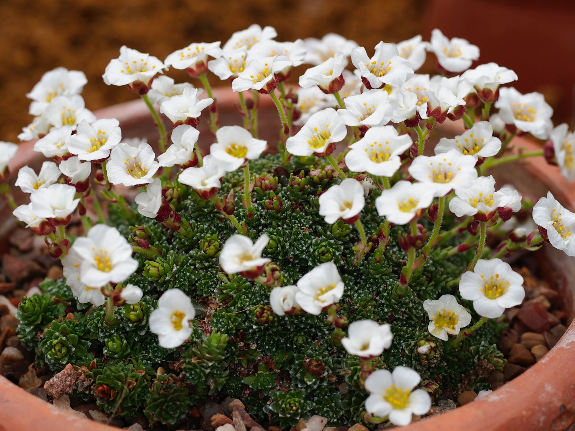Image of Saxifraga wendelboi