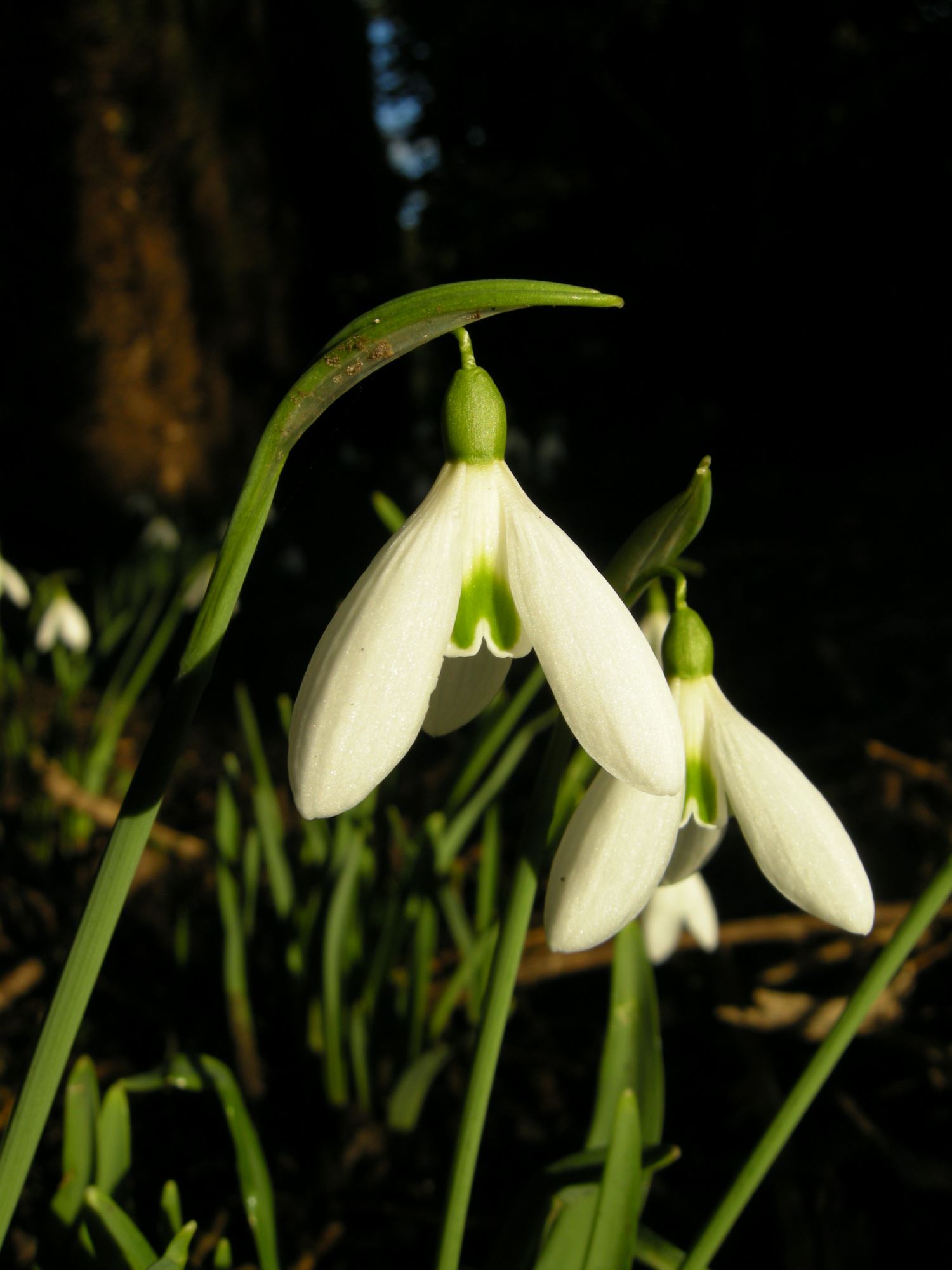 Image of Galanthus 'James Backhouse'