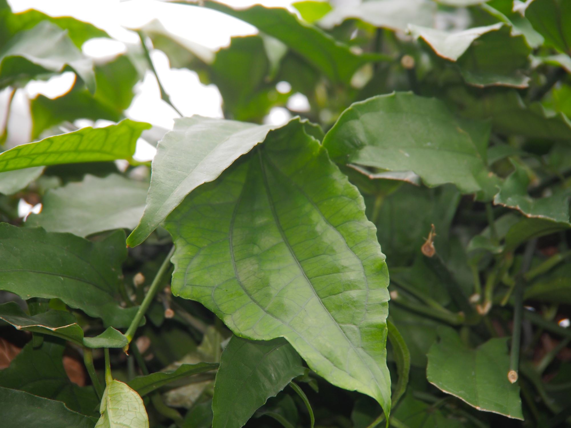 Image of Thunbergia mysorensis