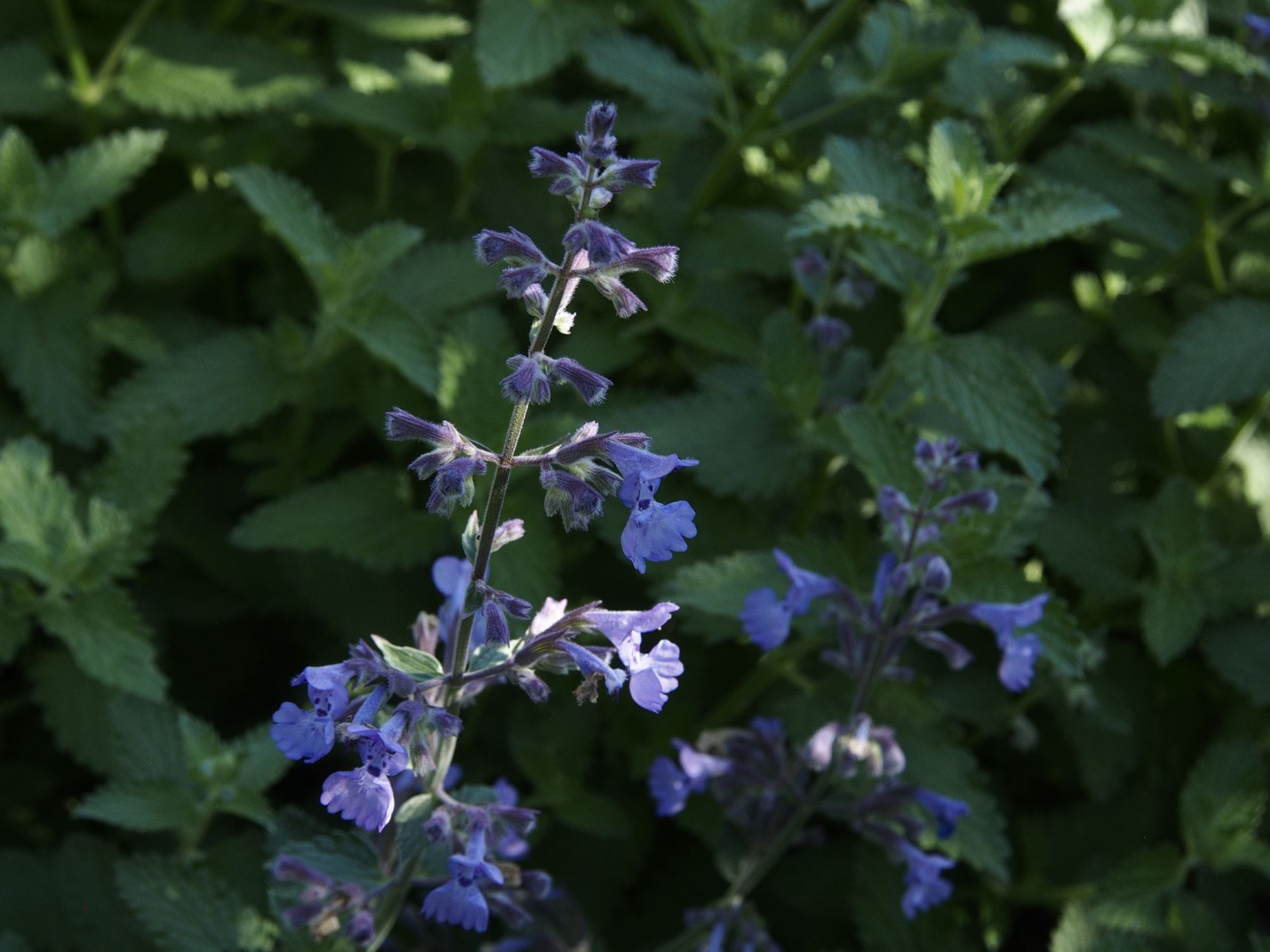 Image of Nepeta racemosa 'Walker's Low'
