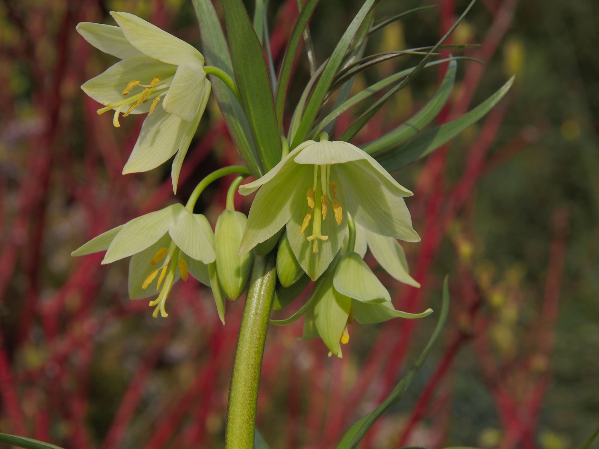 Image of Fritillaria raddeana