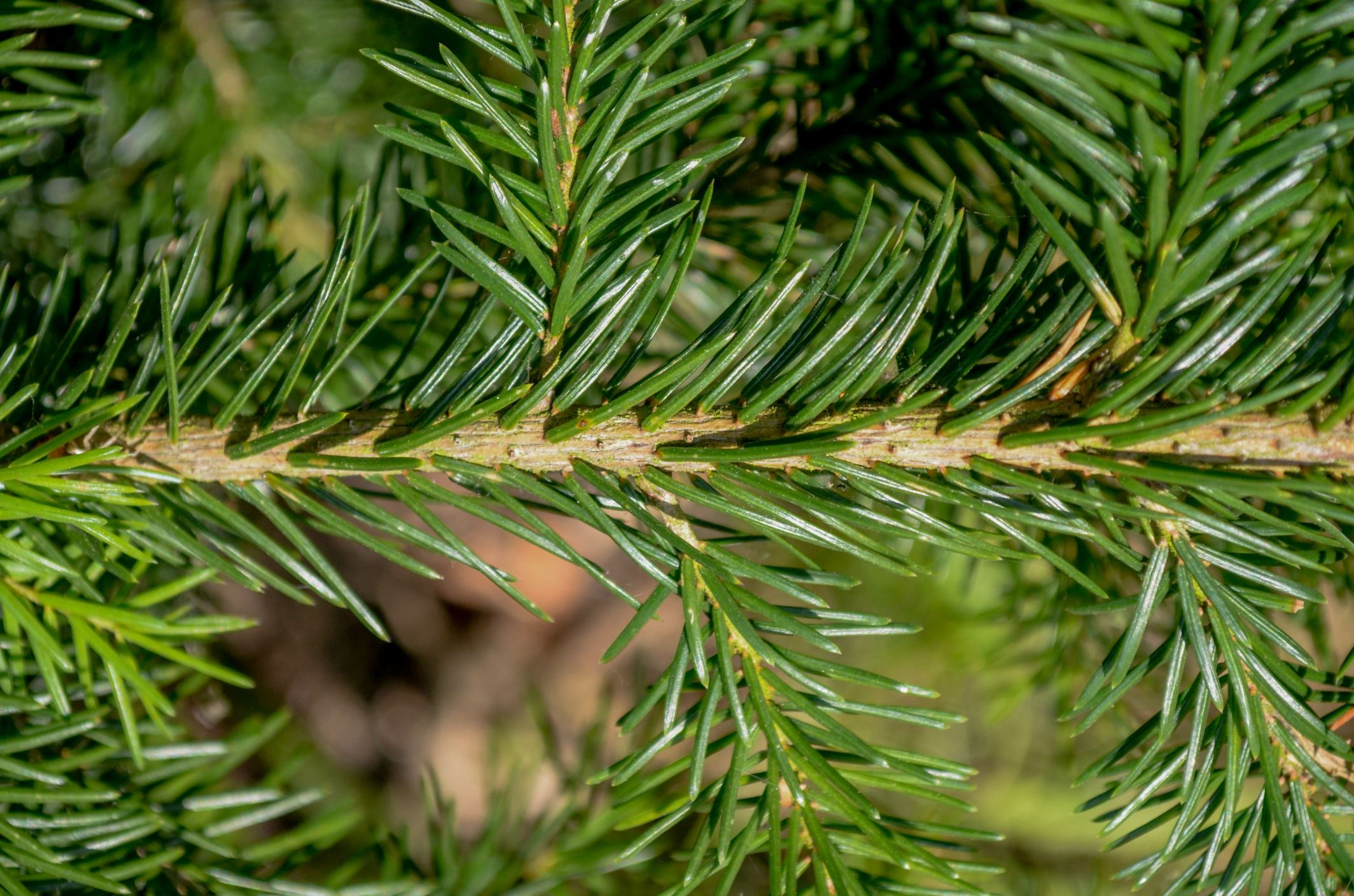 Image of Picea omorika
