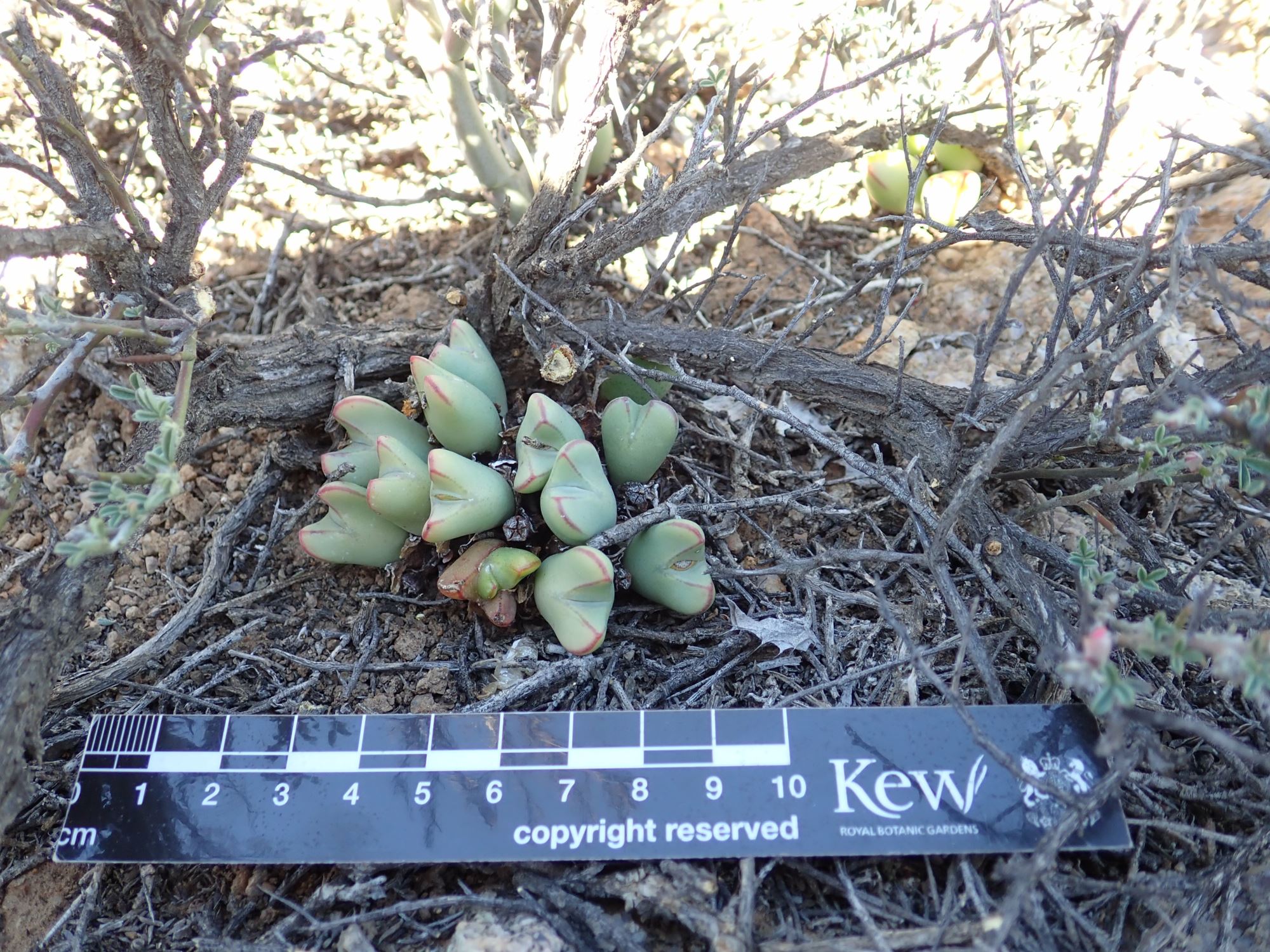 Image of Conophytum bilobum