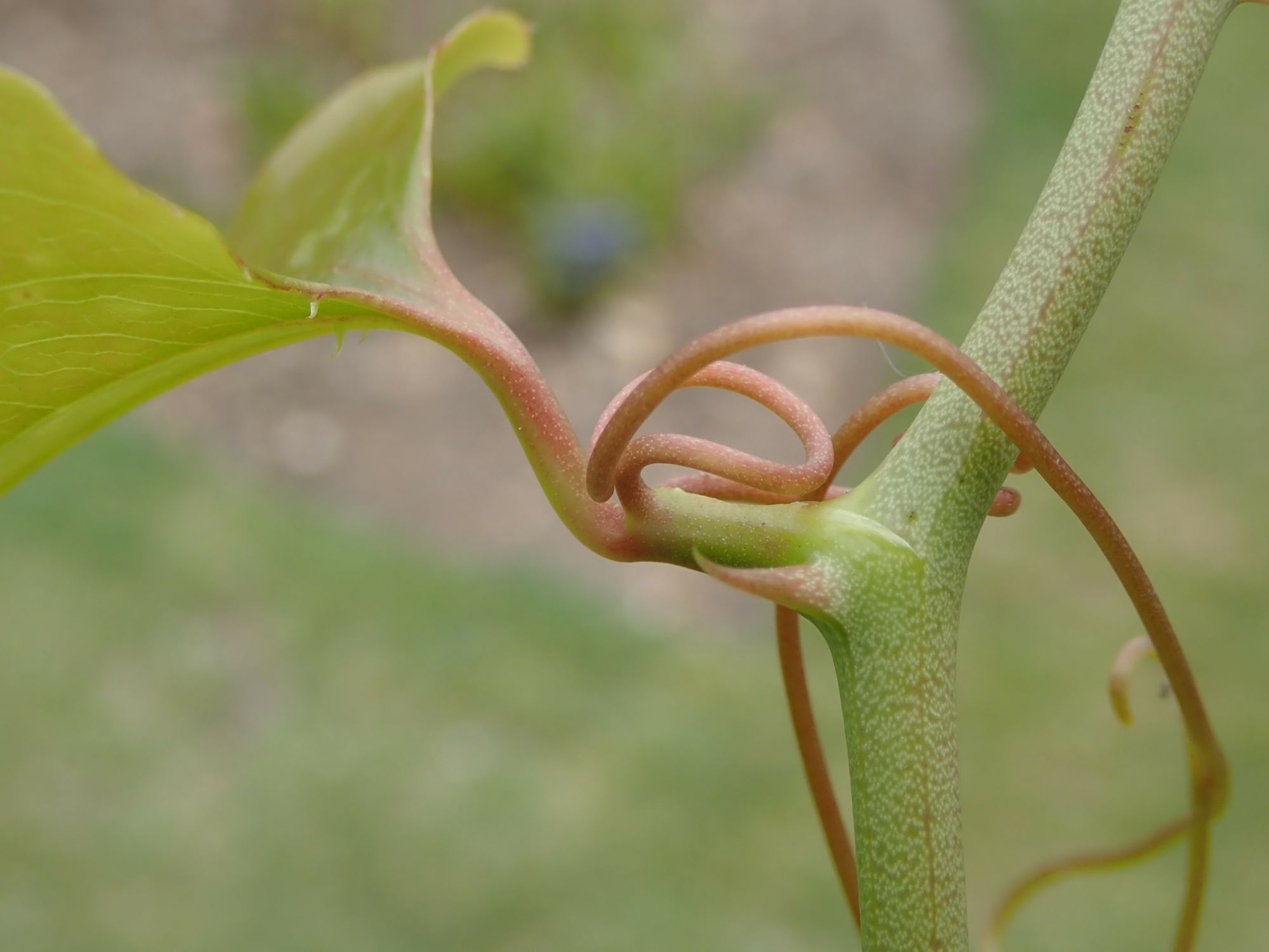 Image of Smilax cantab