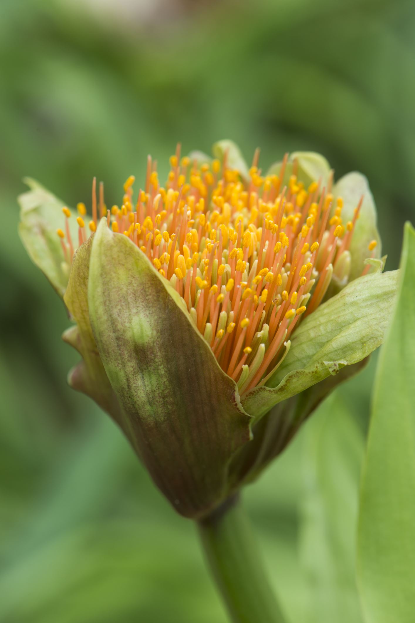 Image of Scadoxus puniceus