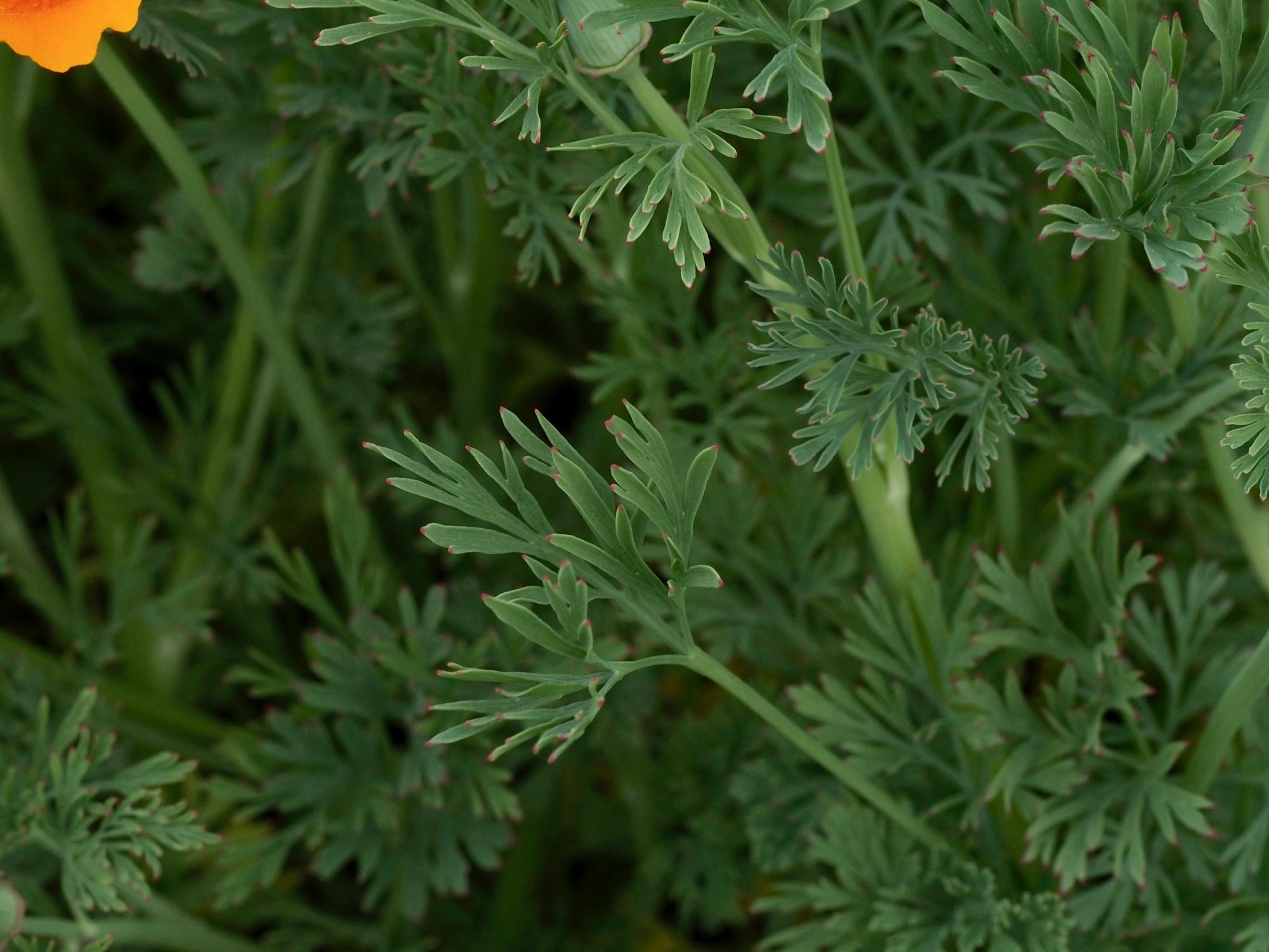 Image of Eschscholzia californica