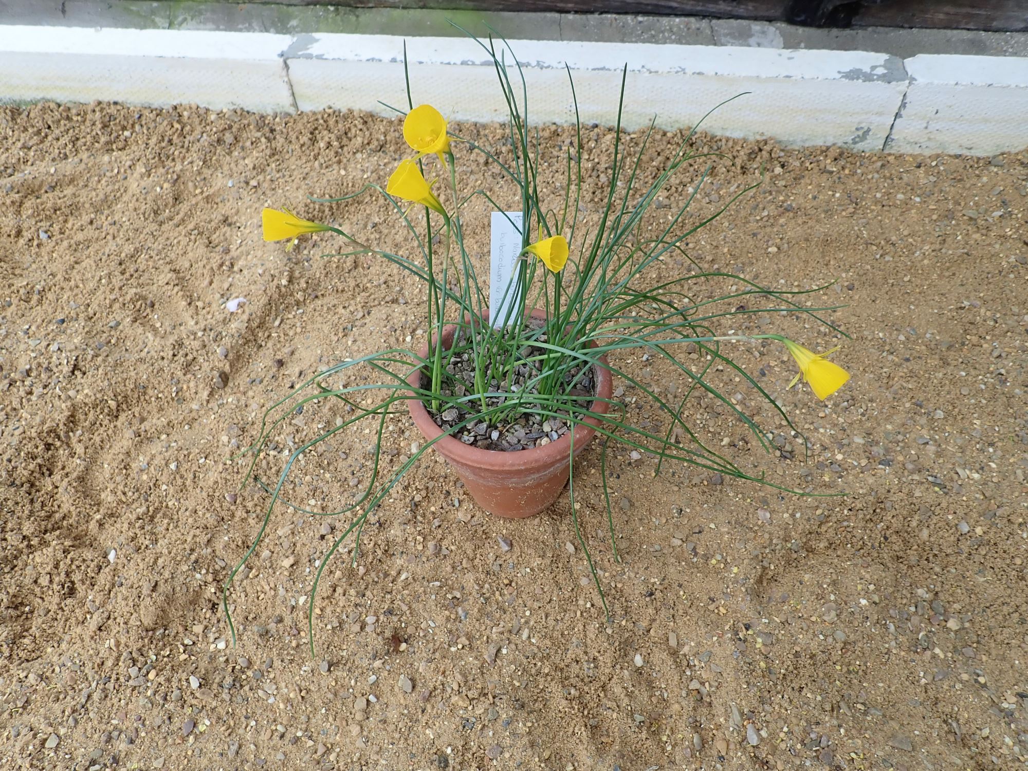 Image of Narcissus obesus