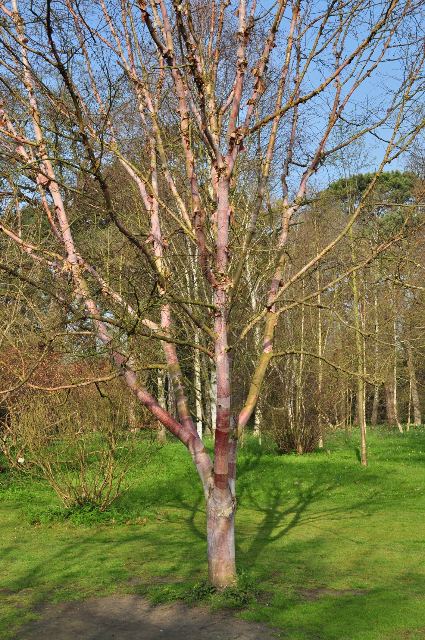 Image of Betula utilis subsp. albosinensis