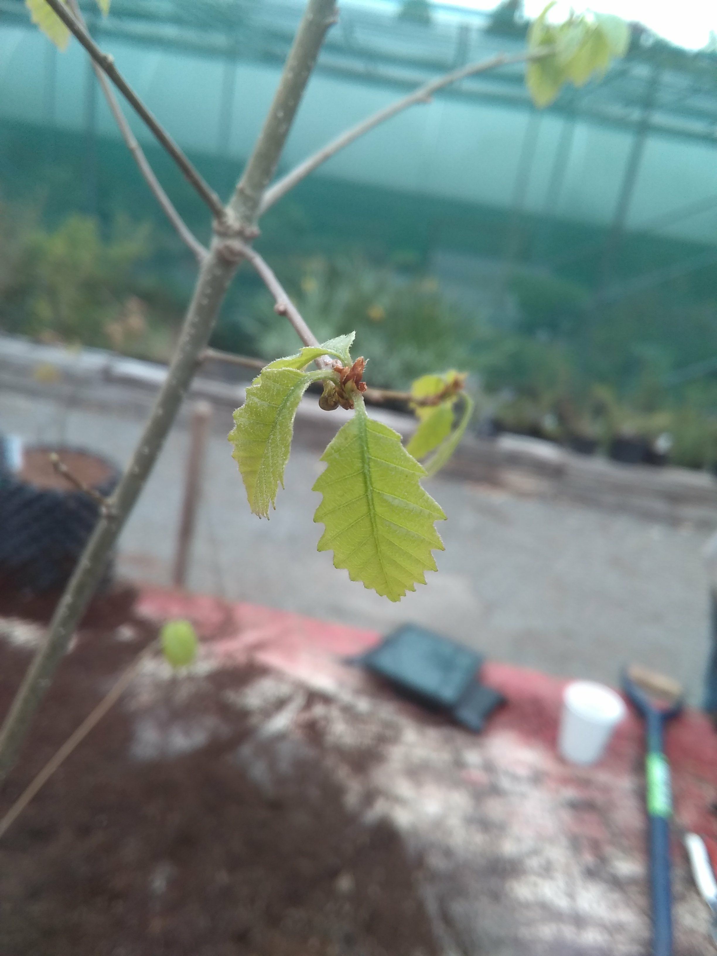 Image of Quercus muehlenbergii
