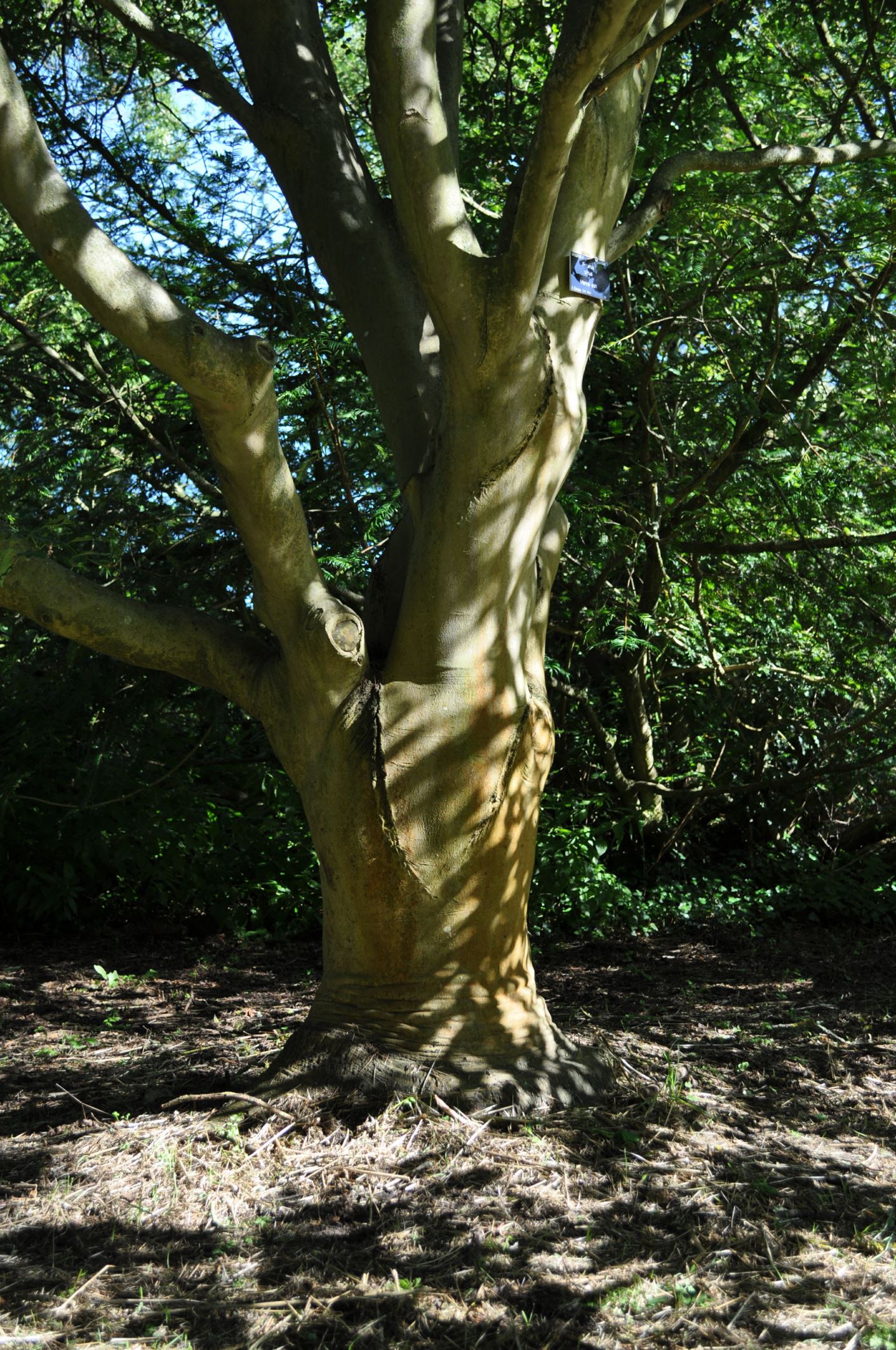 Image of Fraxinus ornus