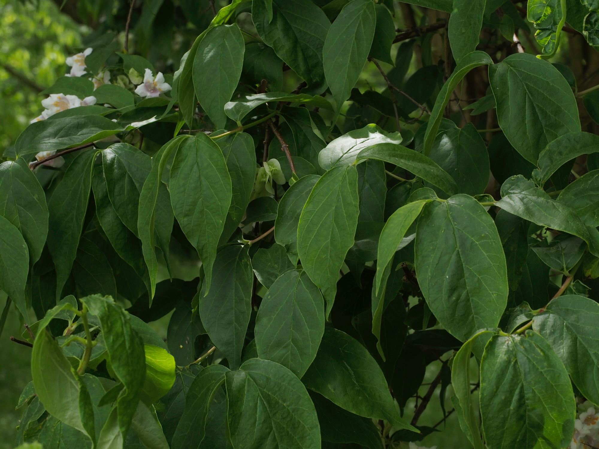 Image of Linnaea dipelta