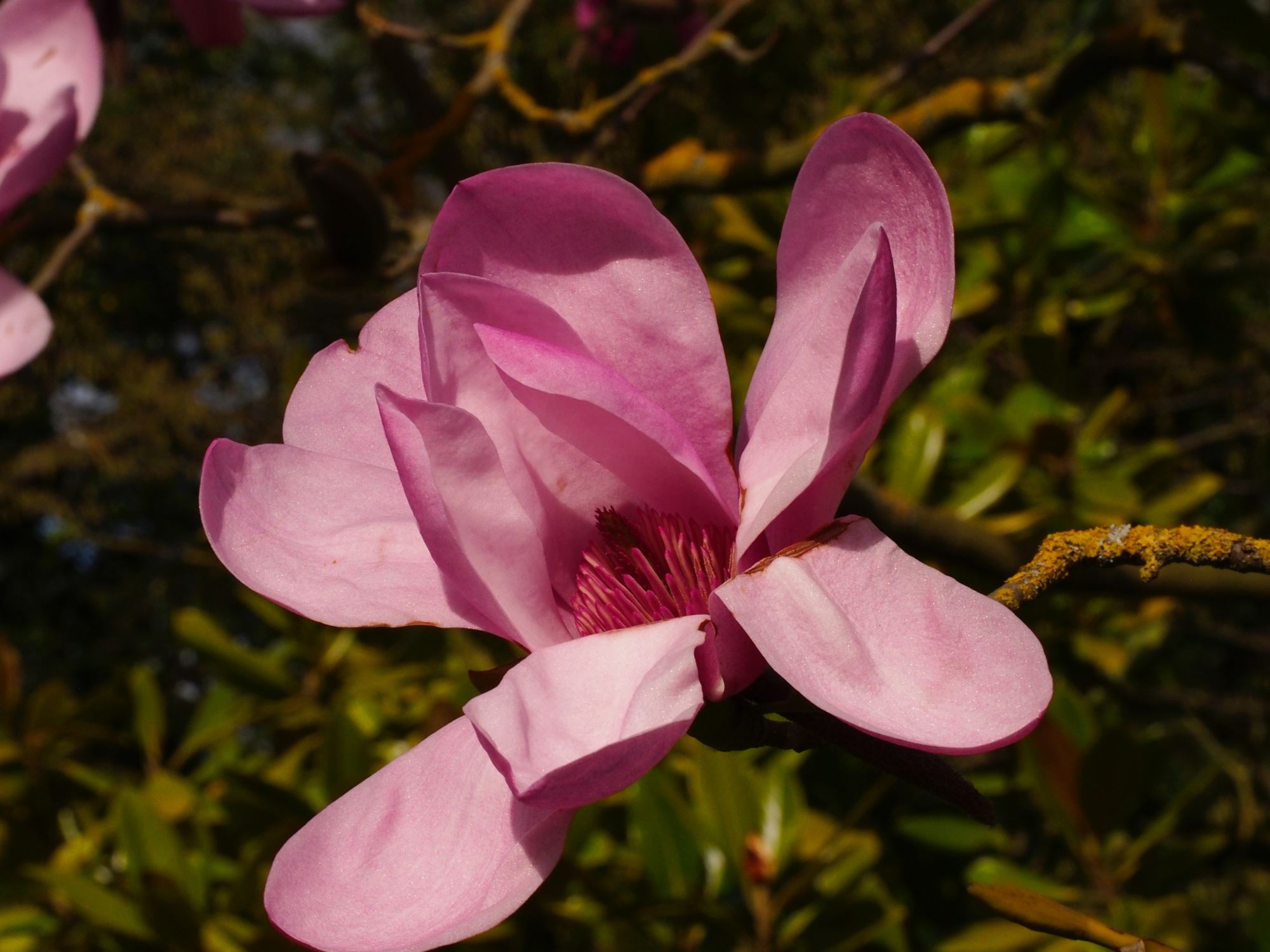 Image of Magnolia sprengeri 'Diva'
