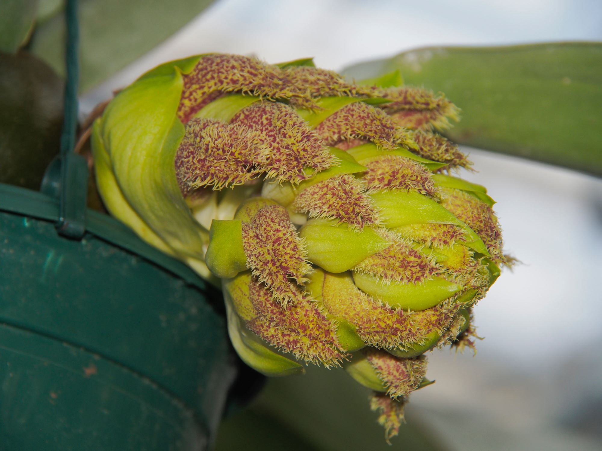 Image of Bulbophyllum phalaenopsis