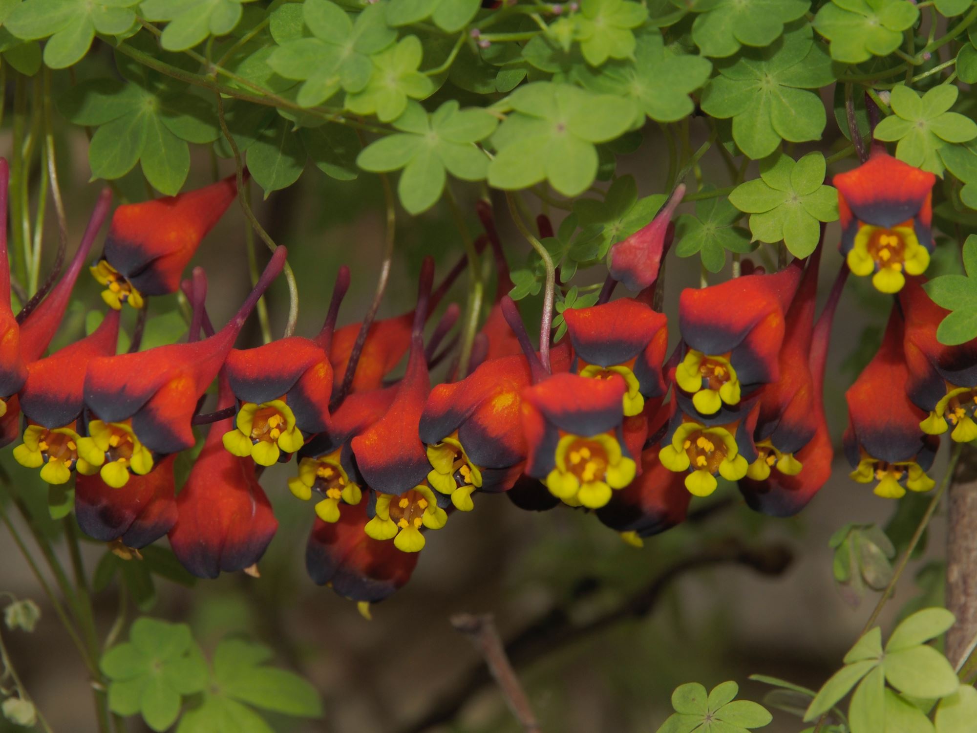 Image of Tropaeolum tricolor