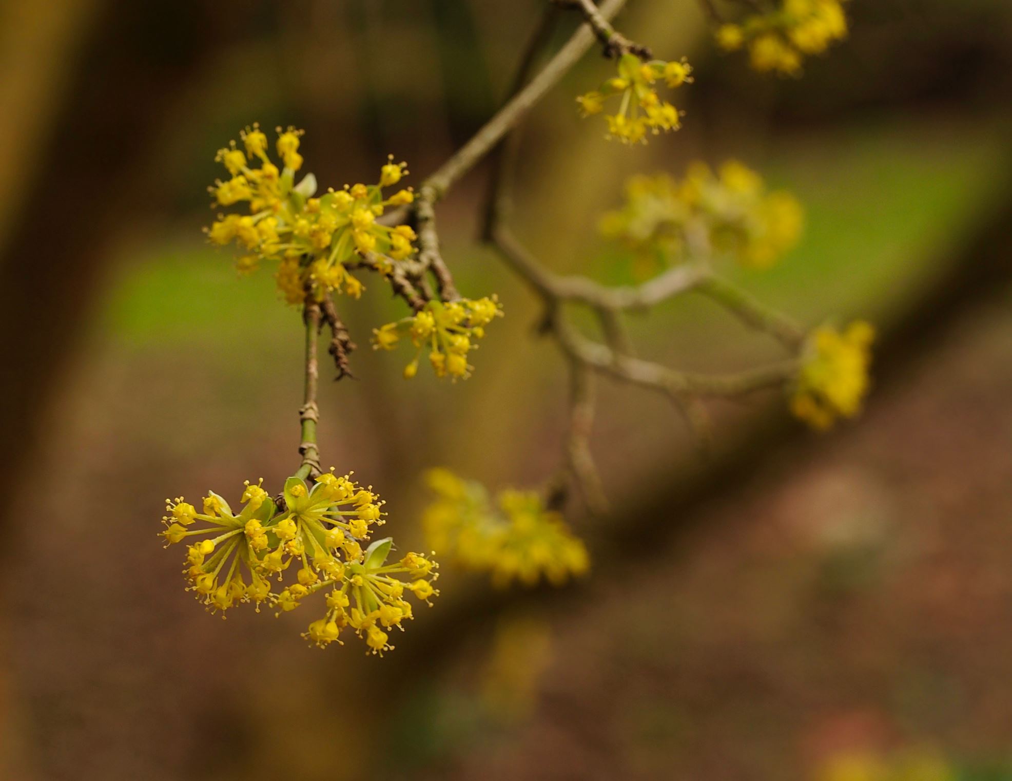 Image of Cornus mas