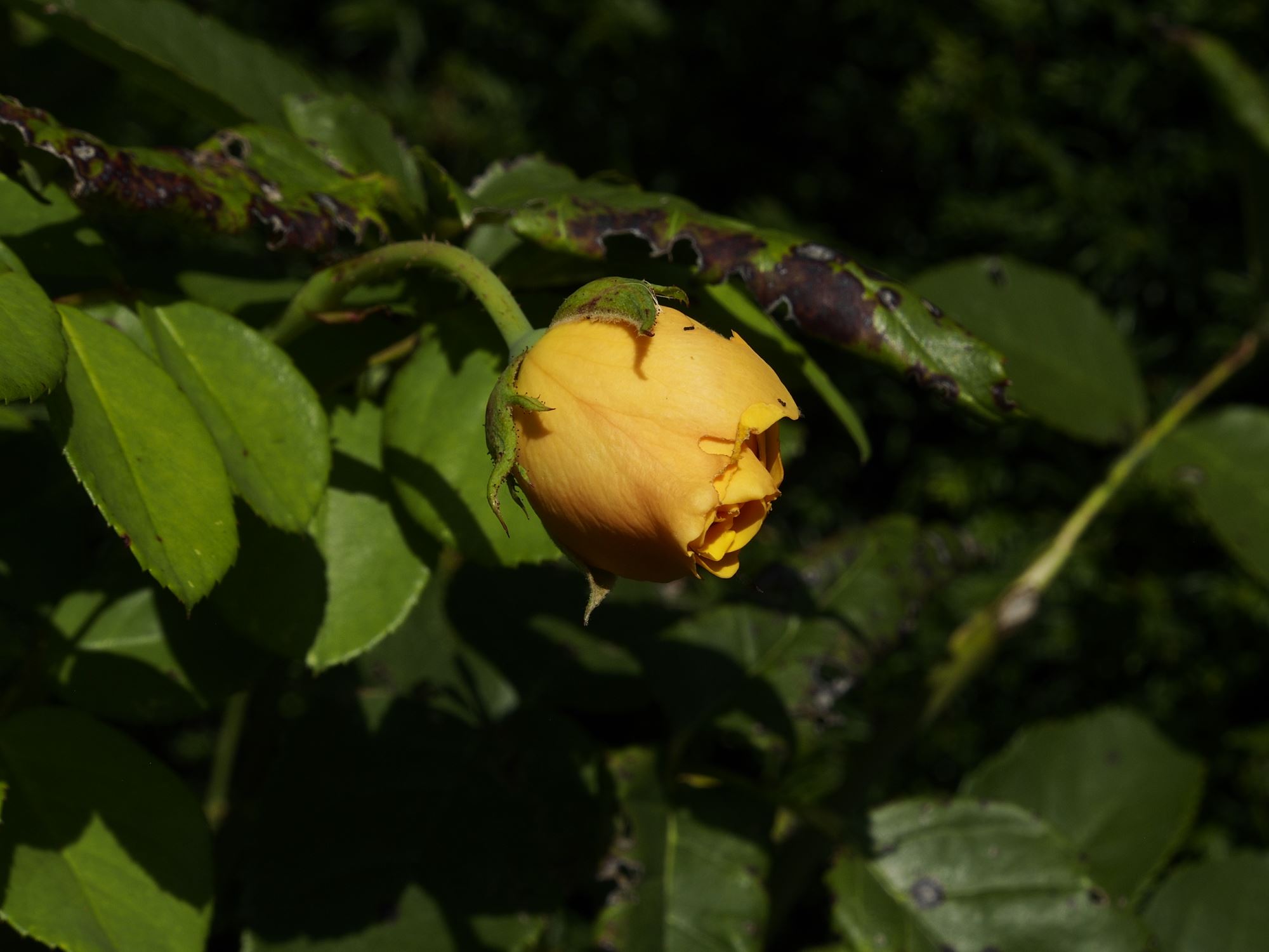 Image of Rosa 'Graham Thomas'