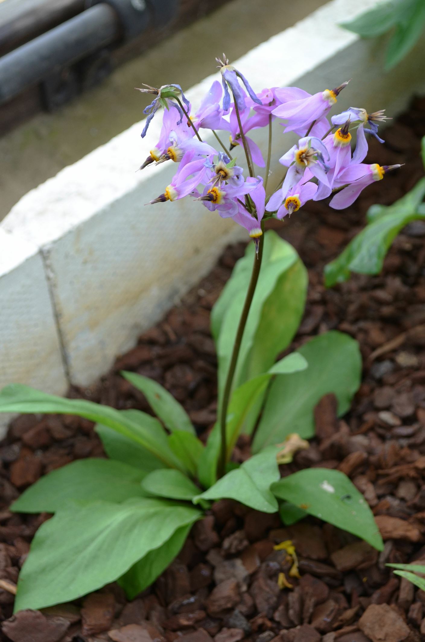 Image of Primula meadia