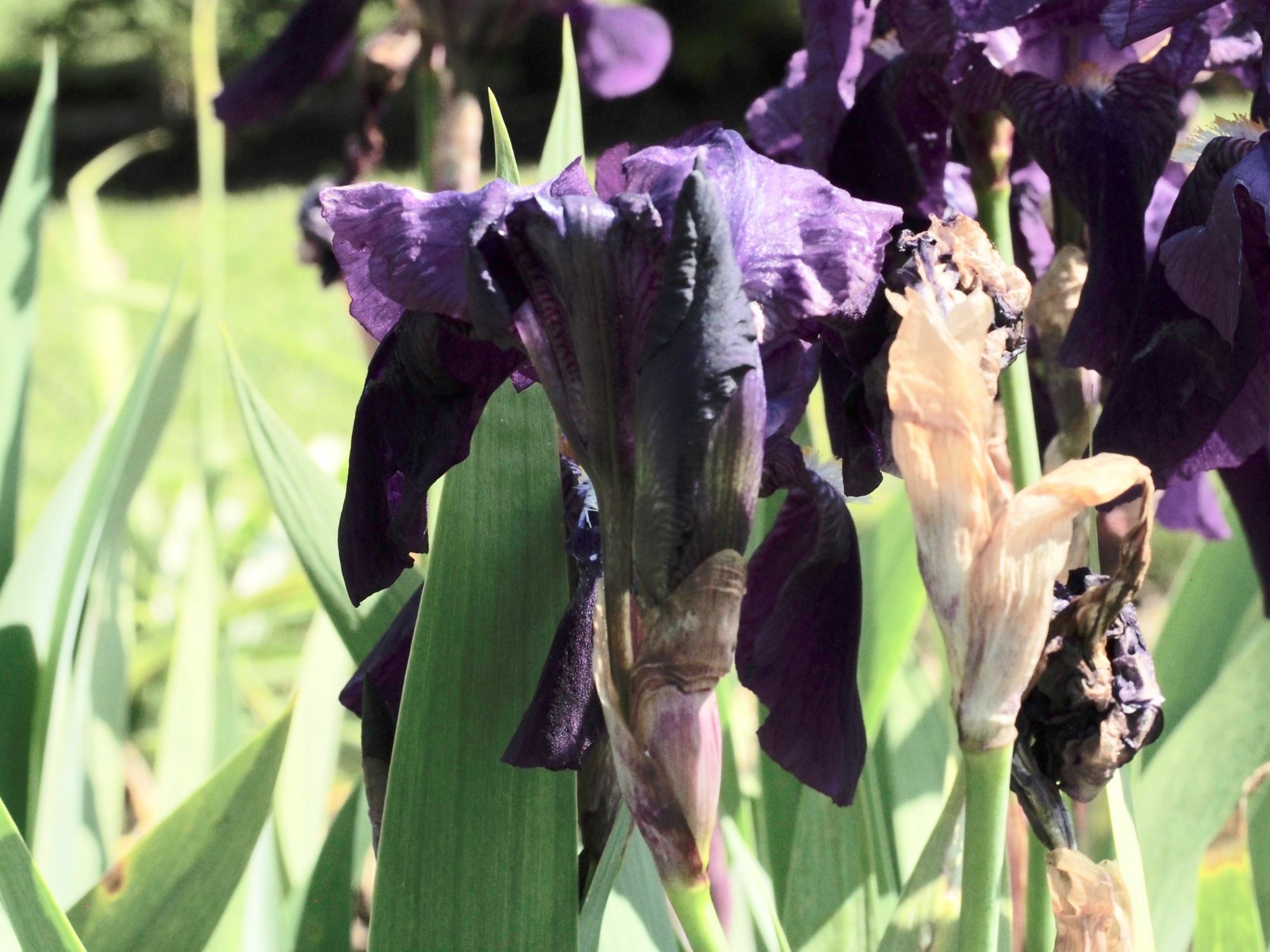 Image of Iris germanica
