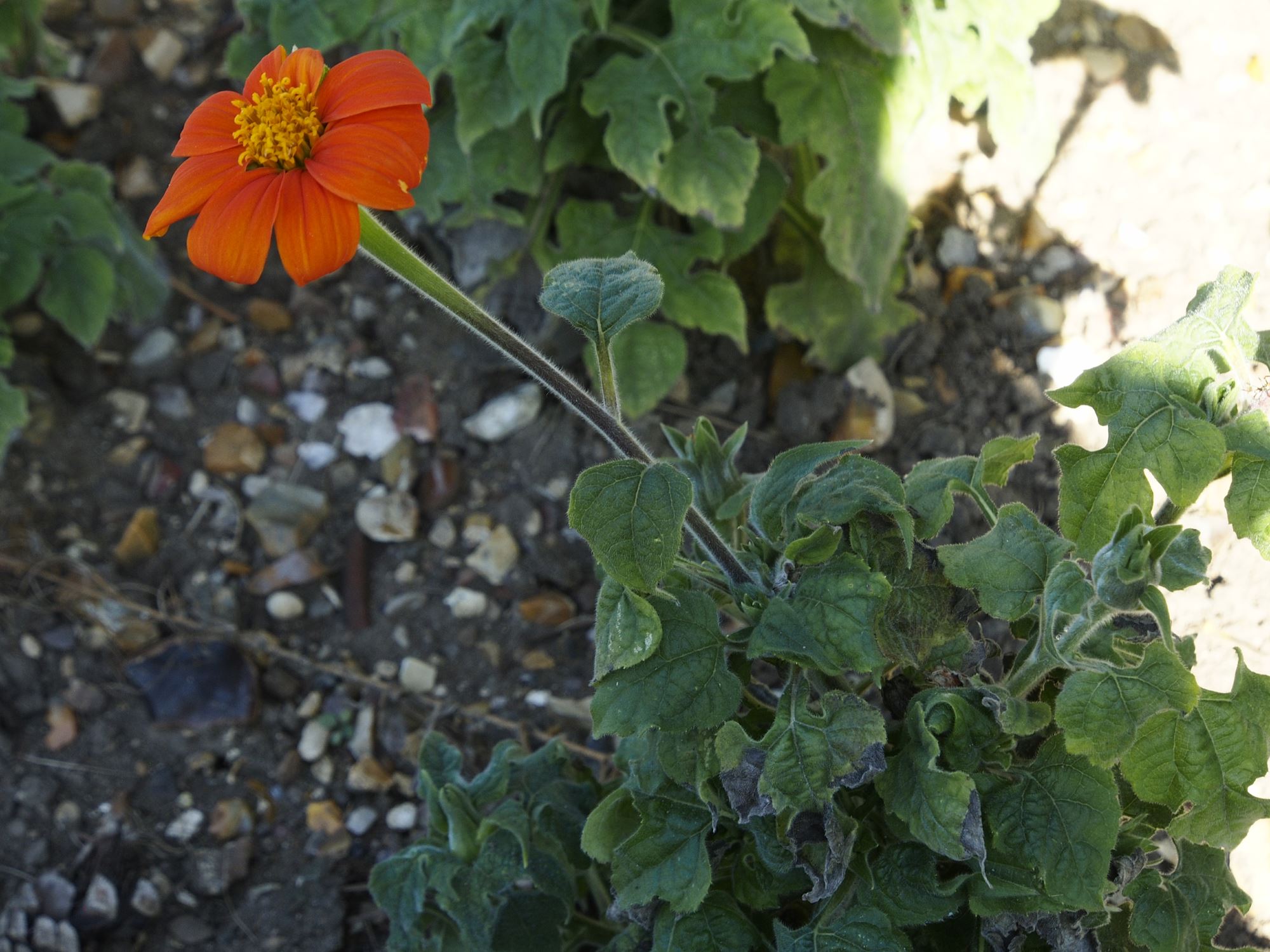 Image of Tithonia rotundifolia
