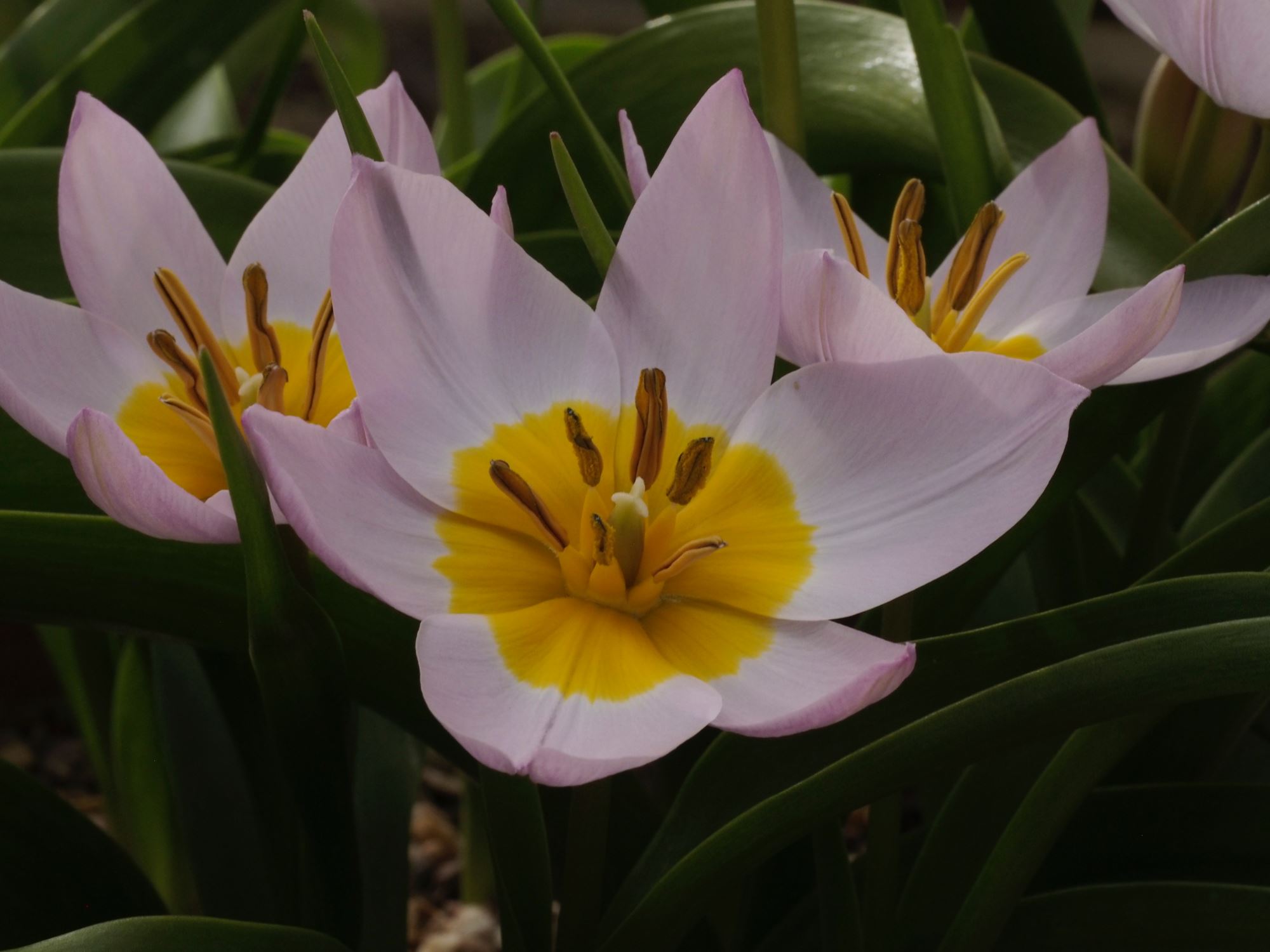 Image of Tulipa saxatalis (Bakeri Group) 'Lilac Wonder'