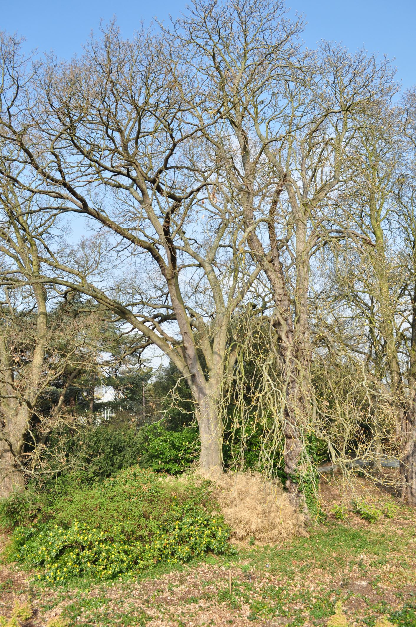 Image of Quercus petraea