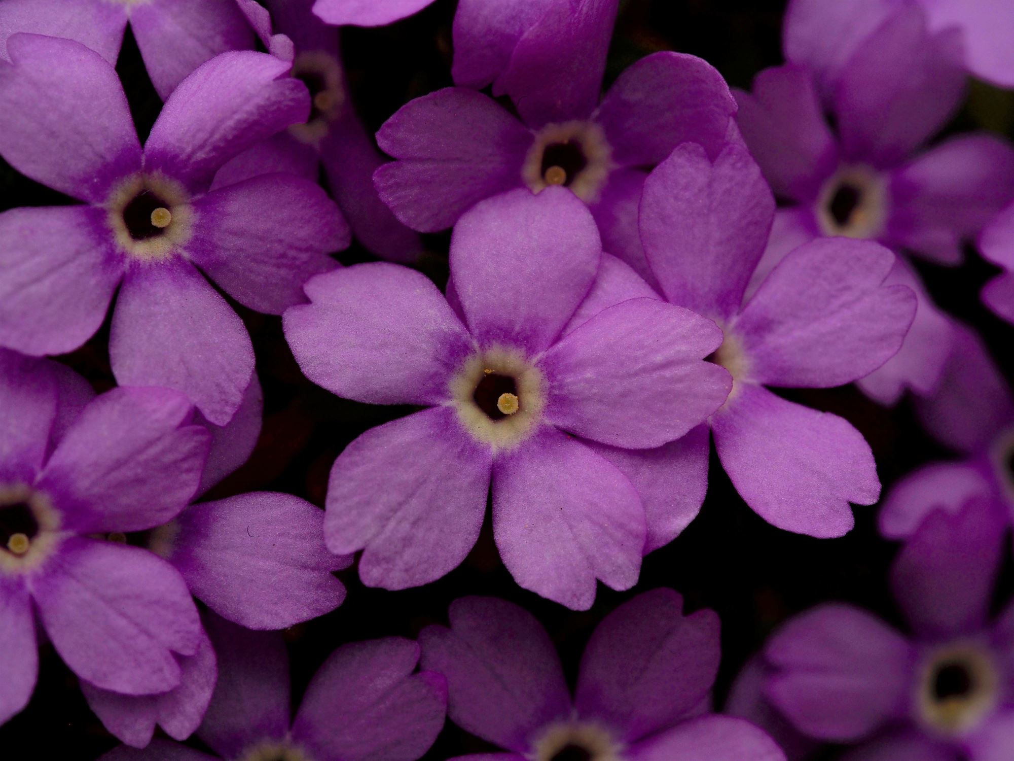 Image of Dionysia 'Ewesley Legacy'