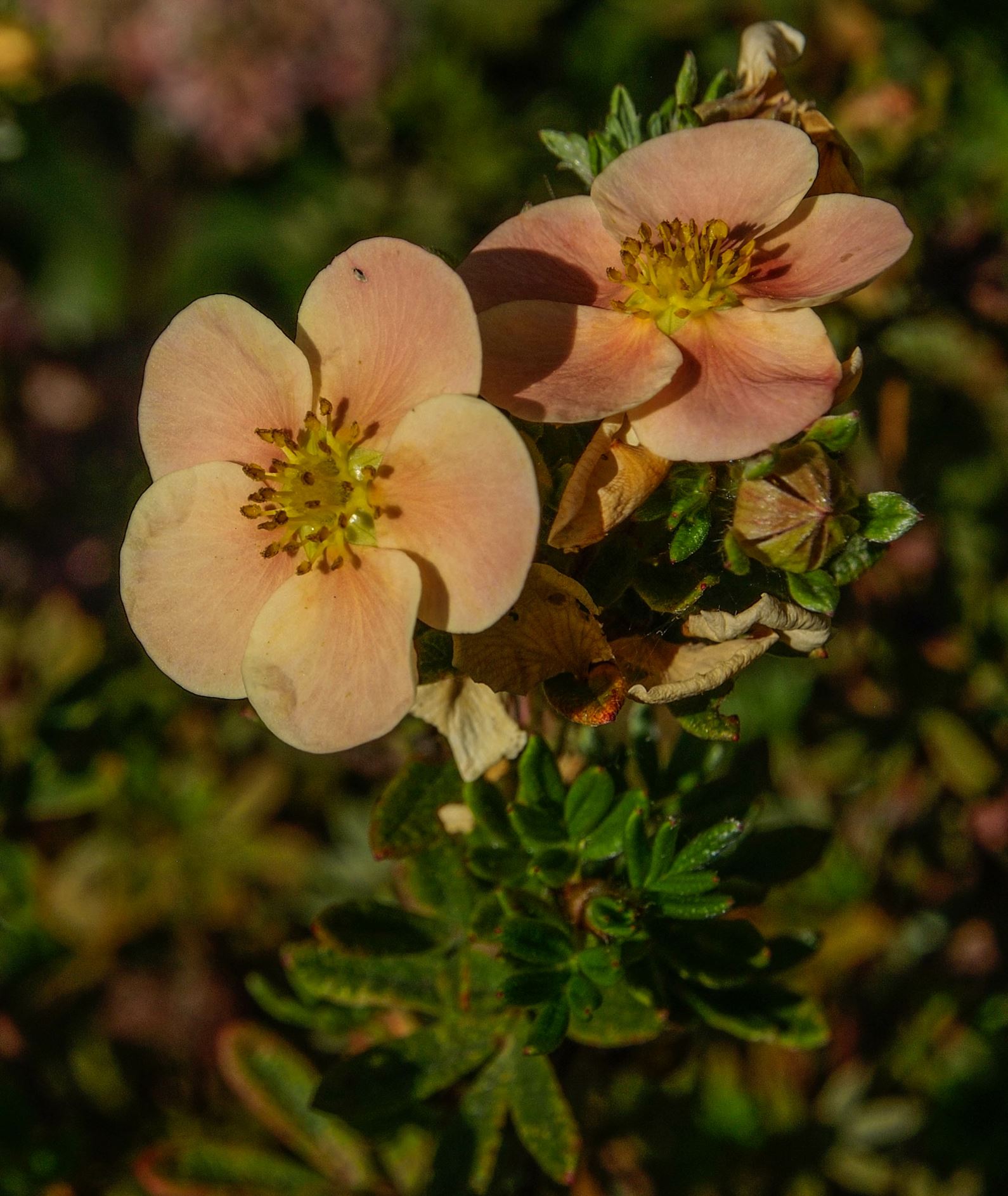 Image of Potentilla fruticosa 'Daydawn'