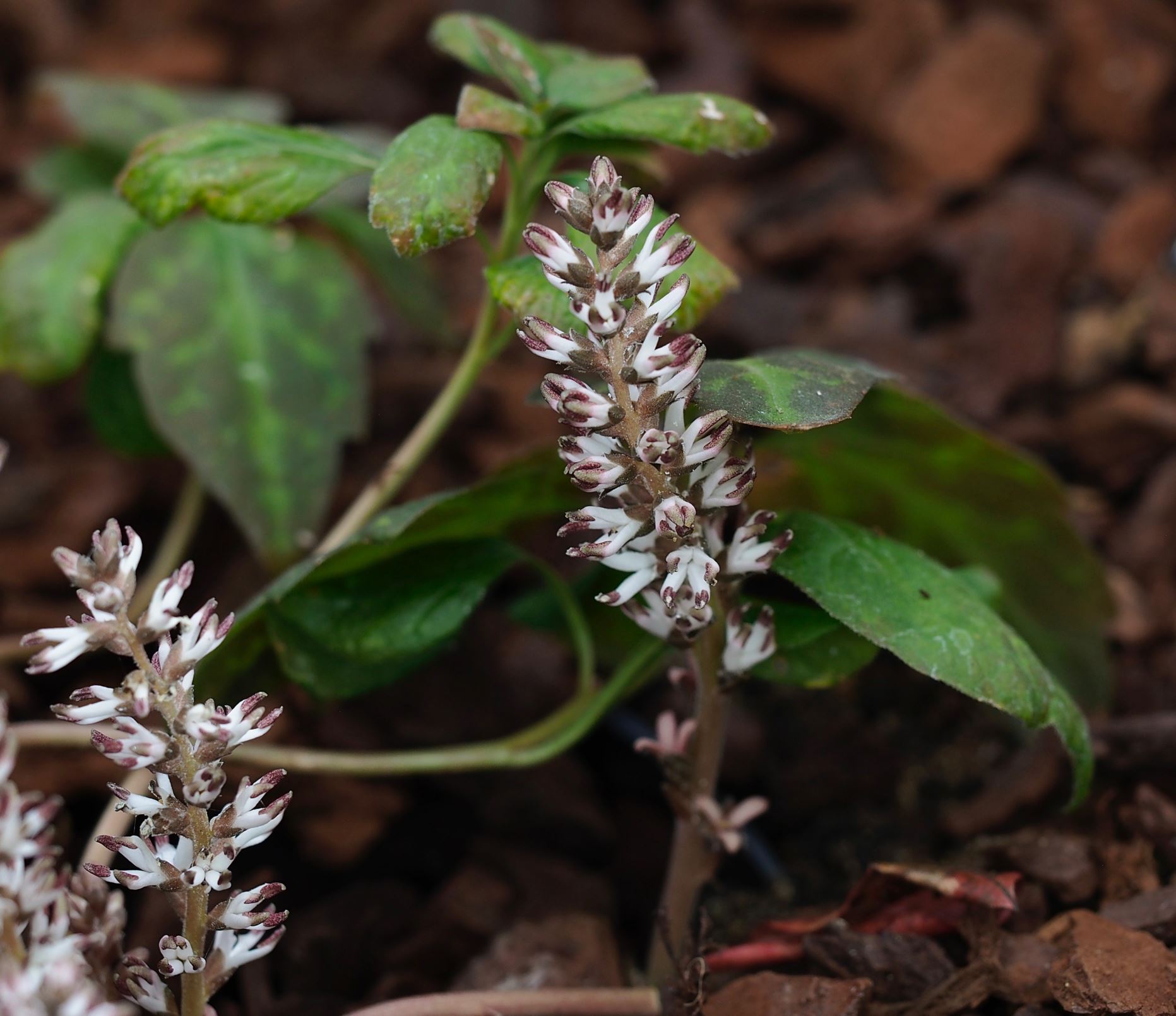 Image of Pachysandra procumbens
