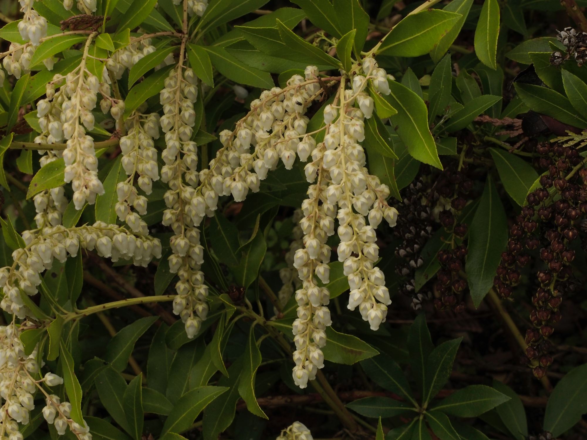 Image of Pieris japonica