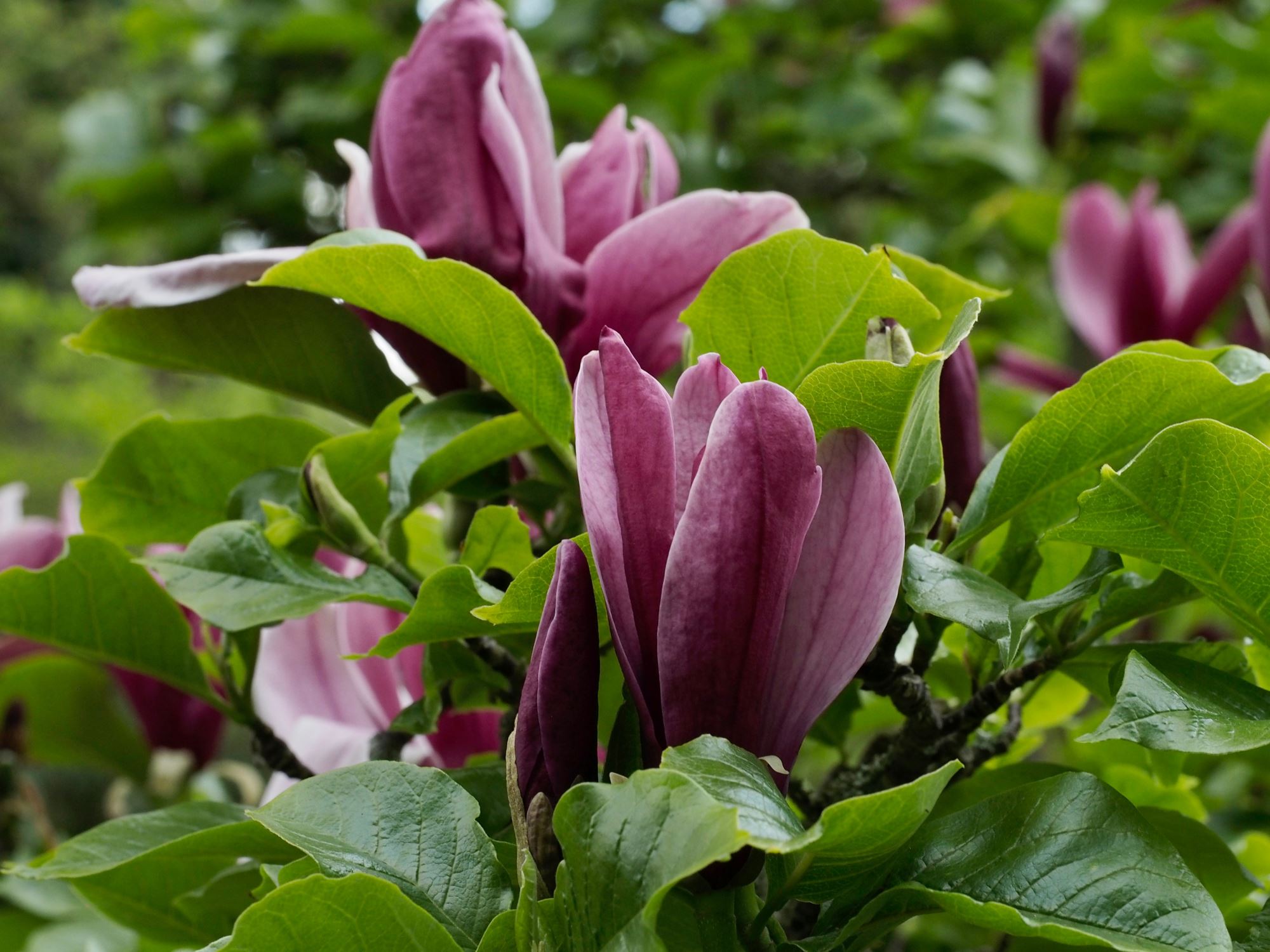 Image of Magnolia liliiflora
