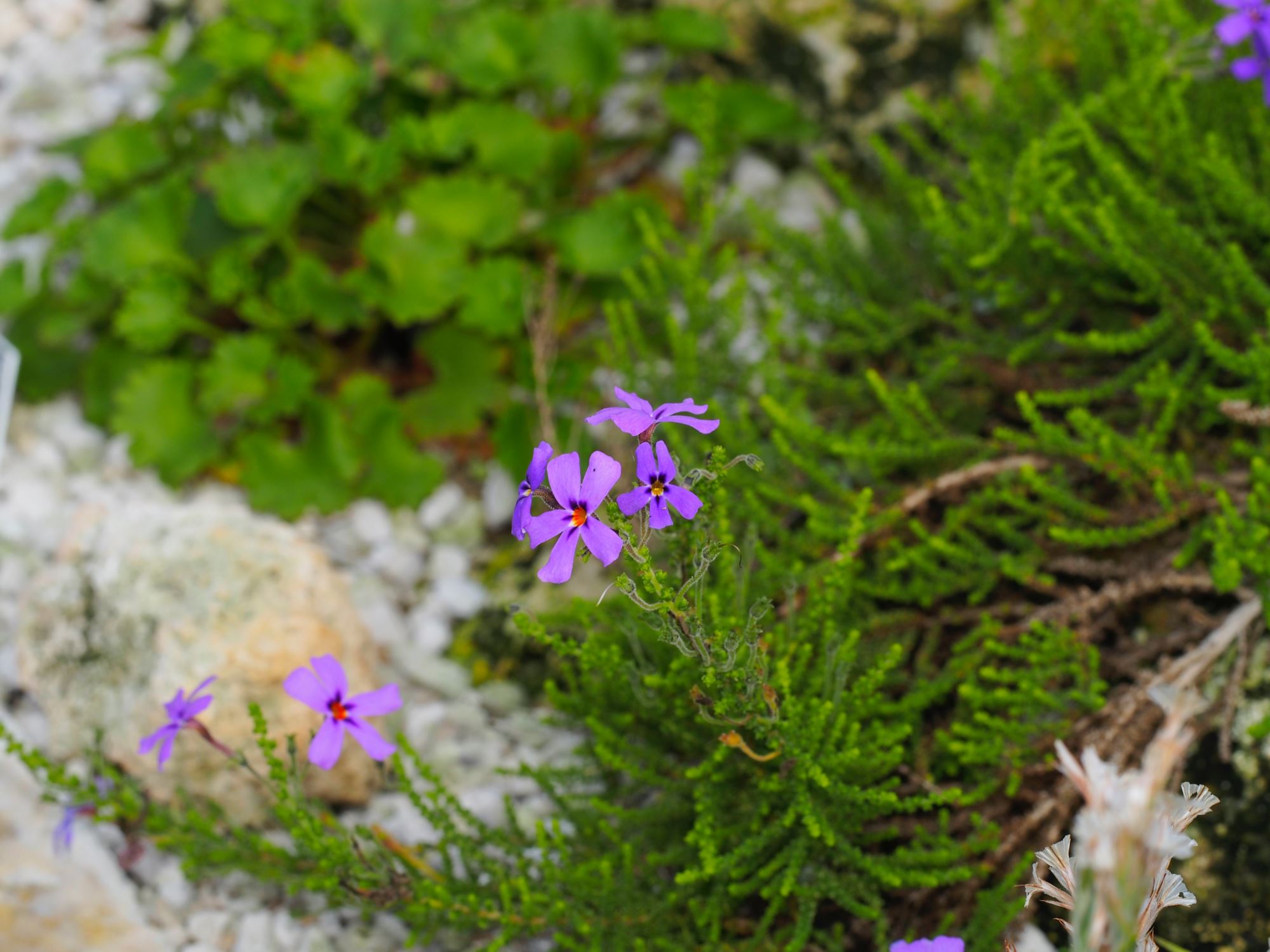 Image of Rhodohypoxis milloides
