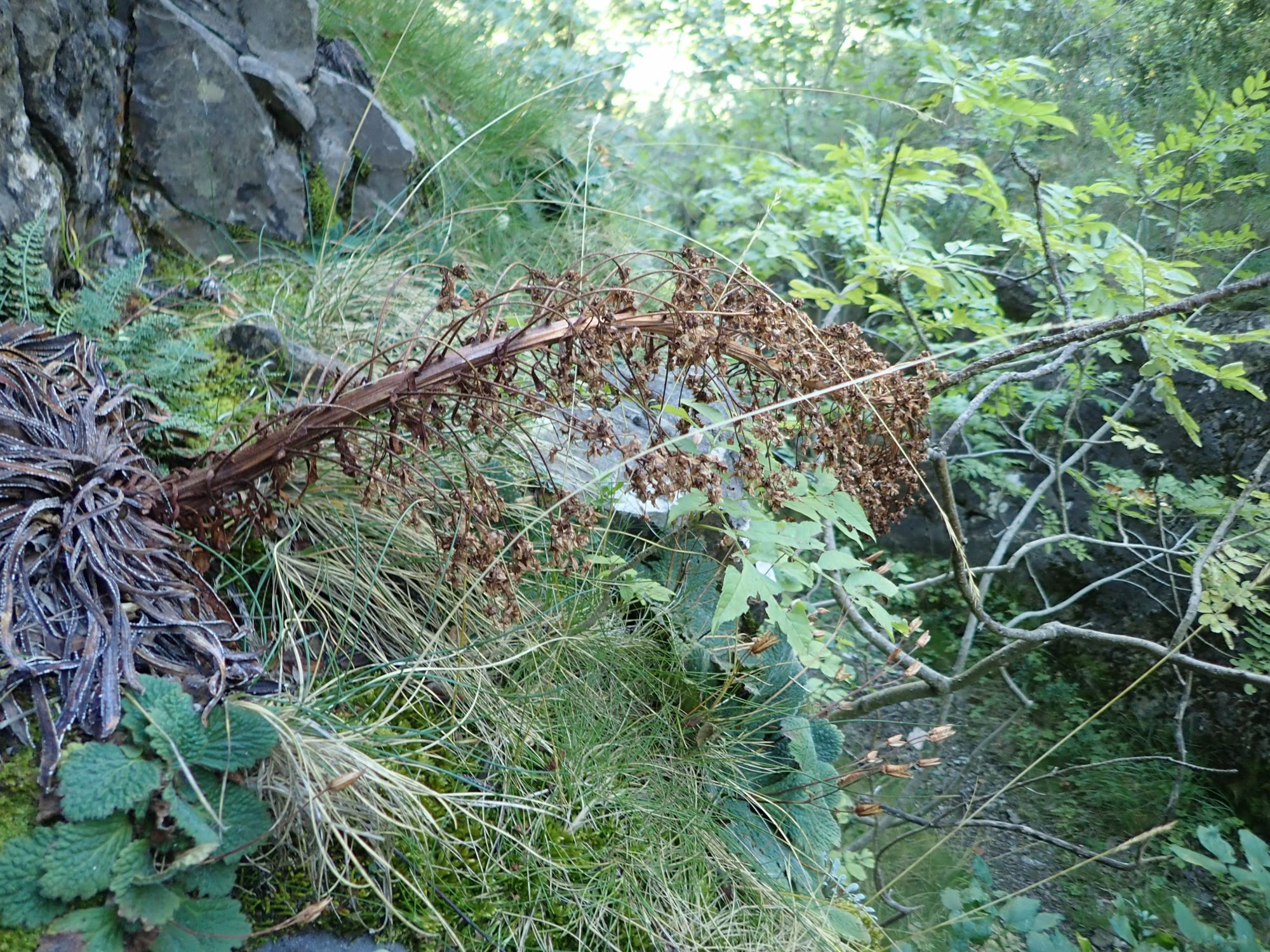 Image of Saxifraga longifolia