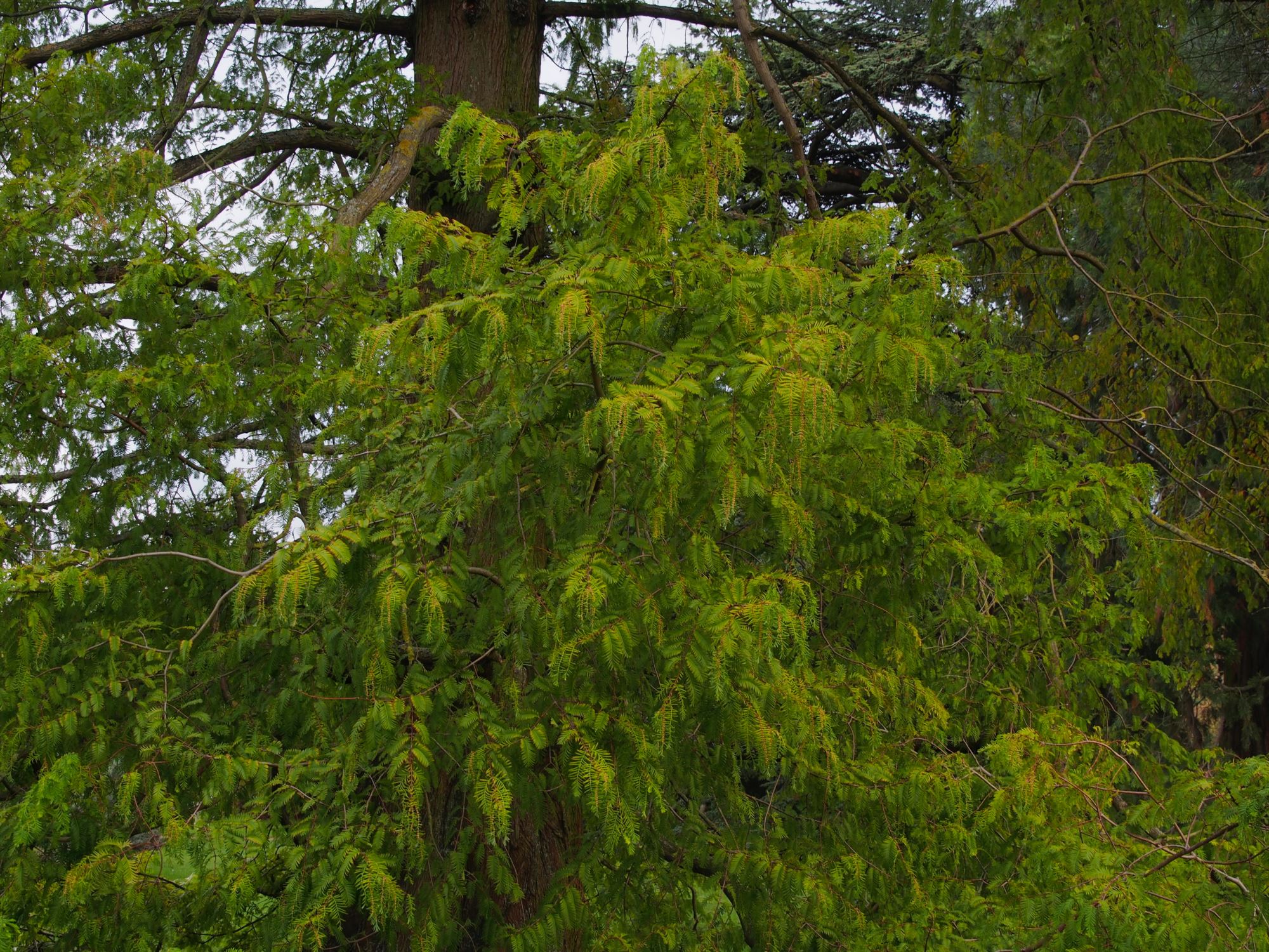 Image of Metasequoia glyptostroboides