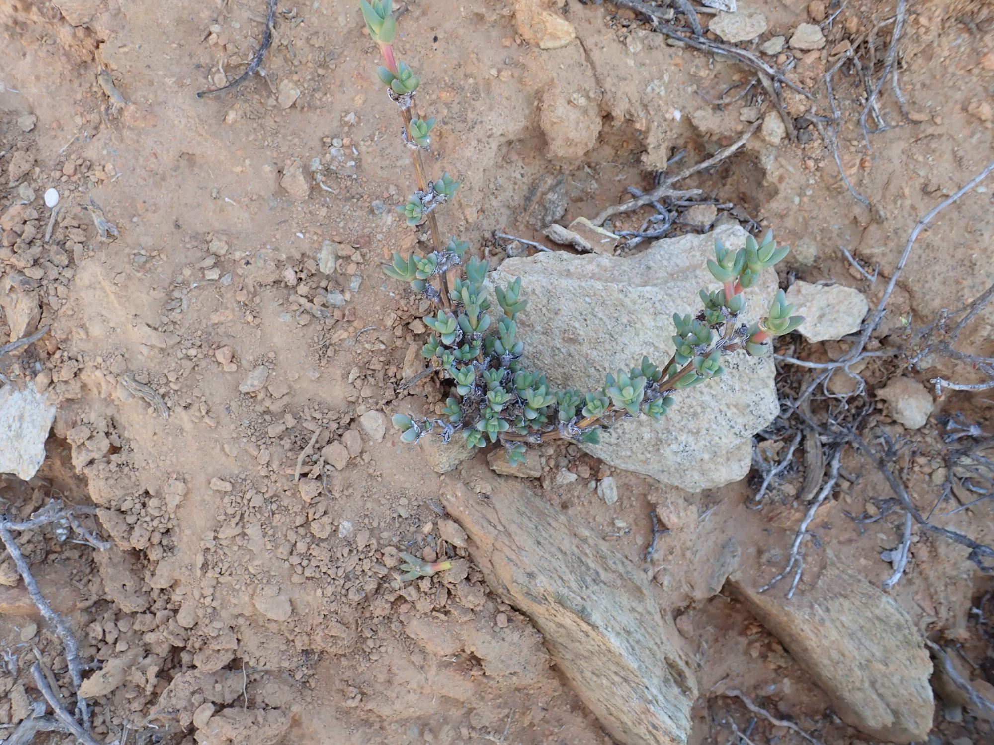 Image of Antimima sp.