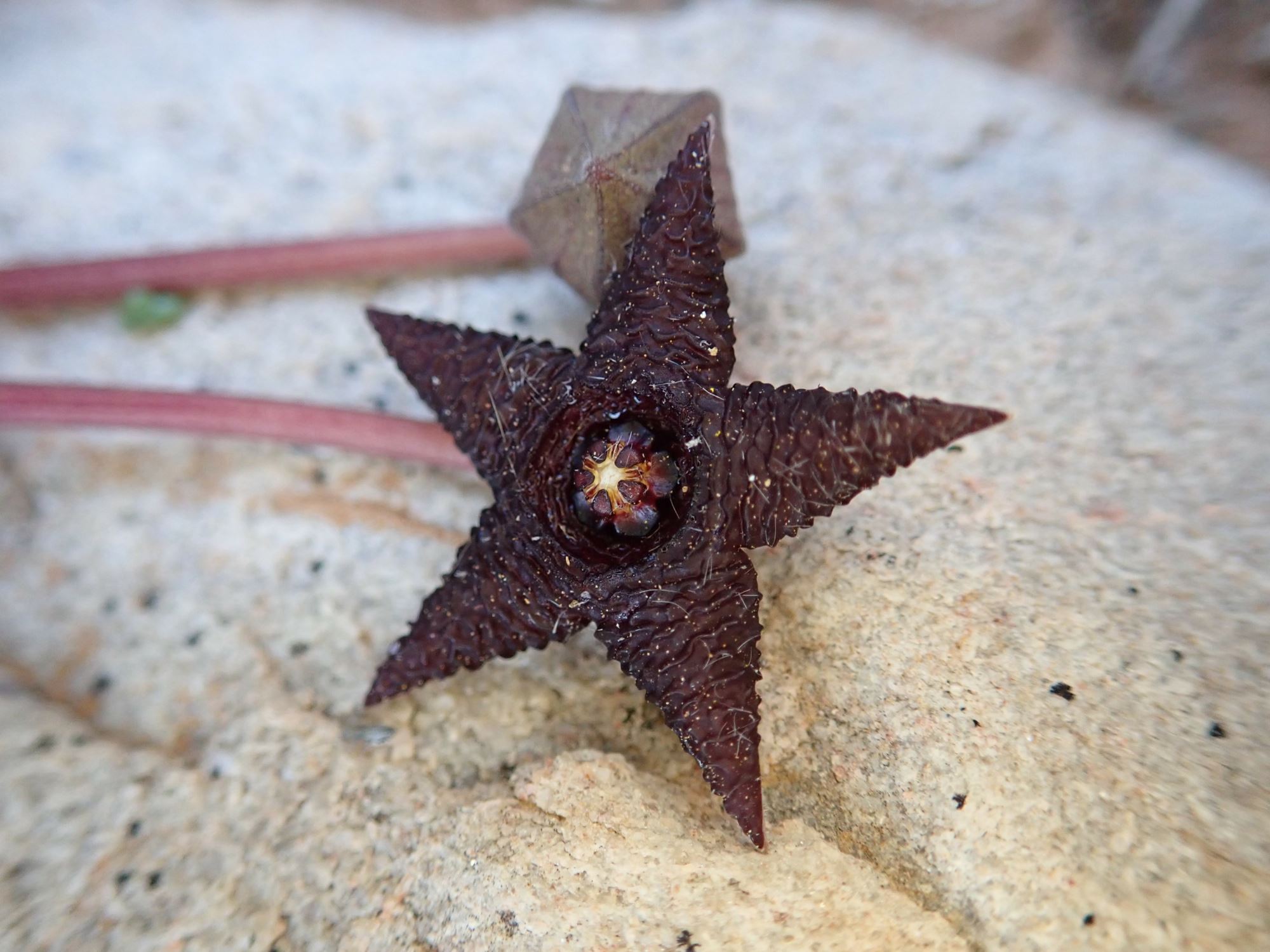 Image of Portulacaria namaquensis