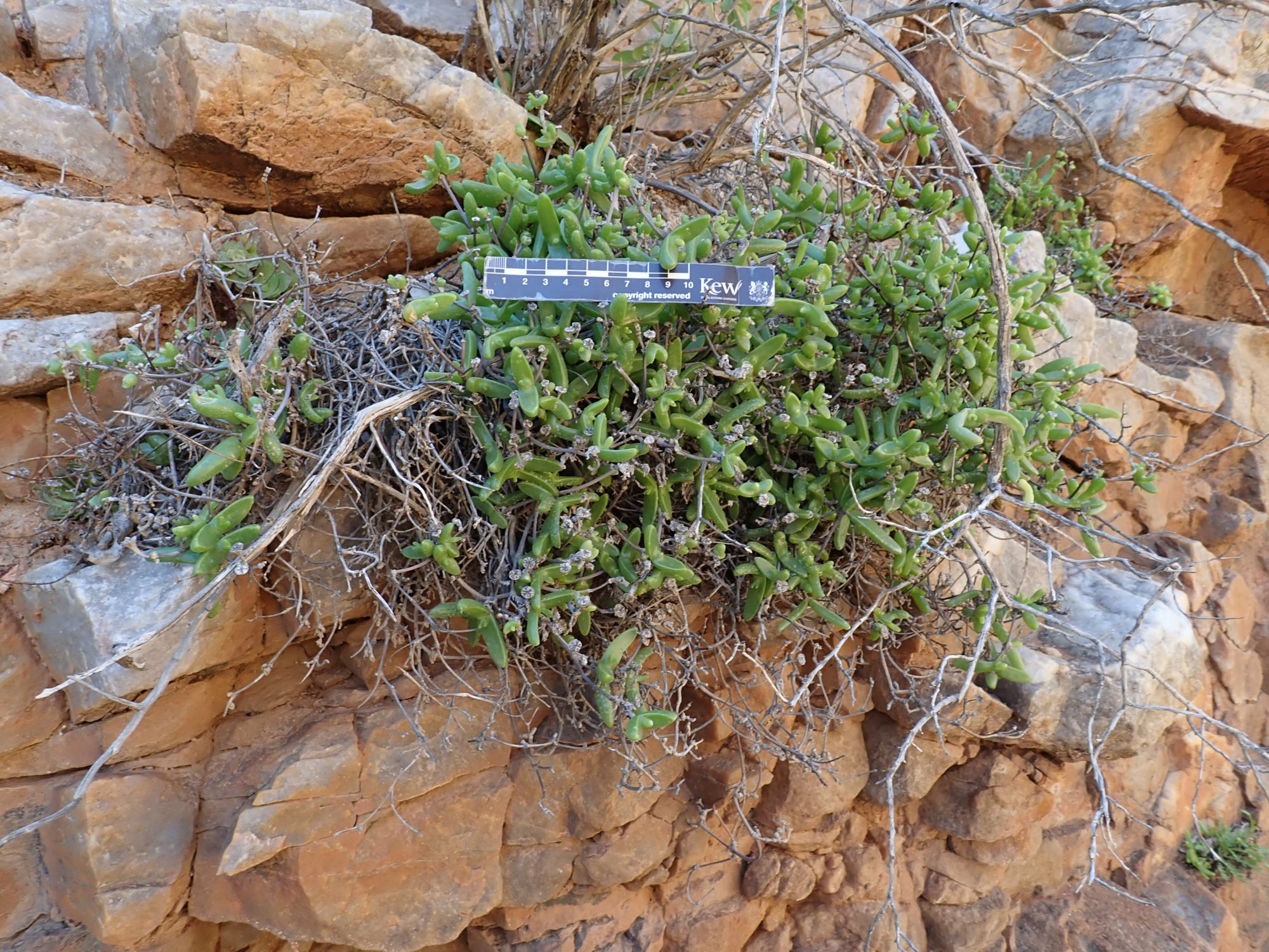Image of Mitrophyllum dissitum