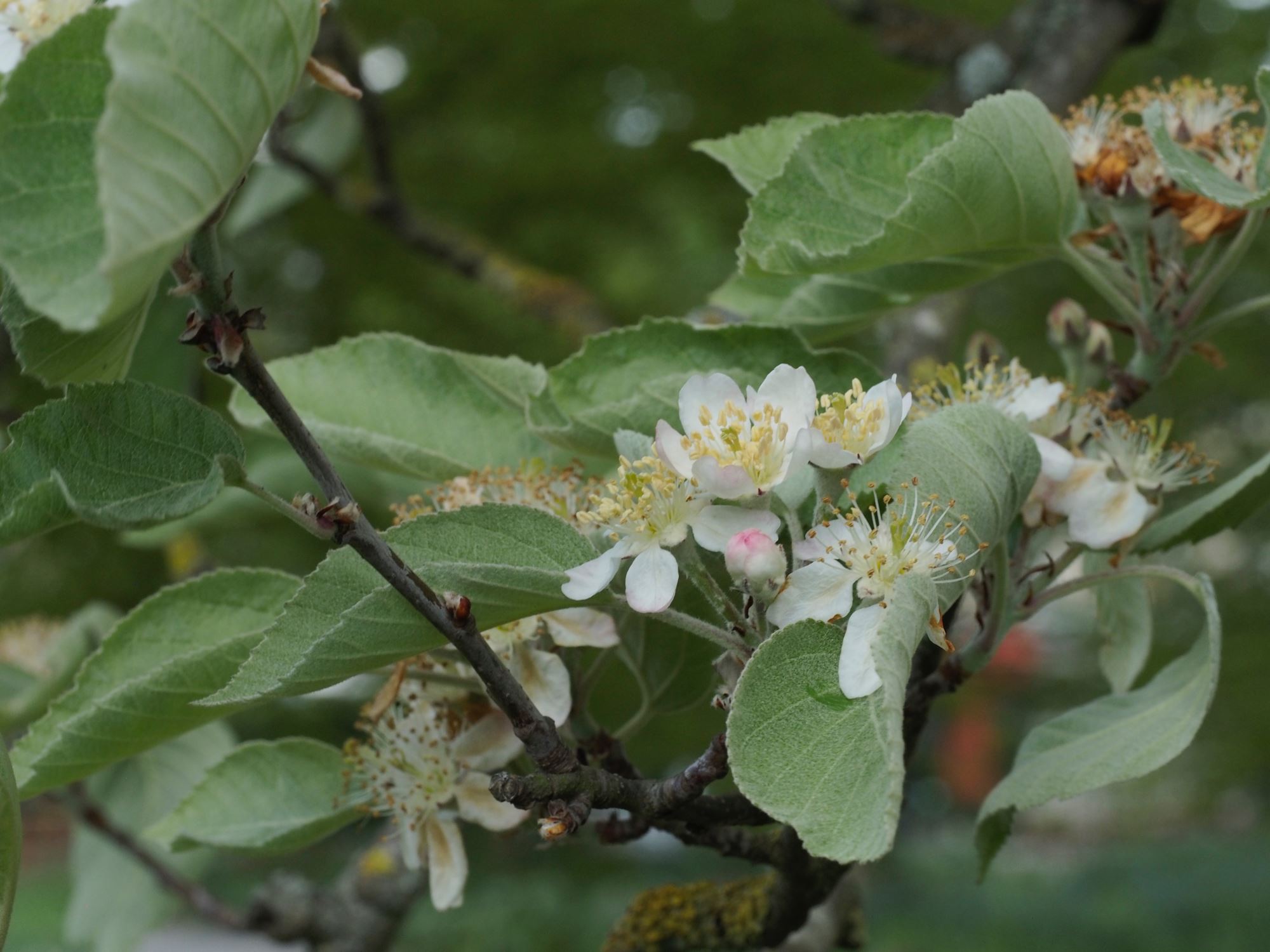 Image of Malus tschonoskii