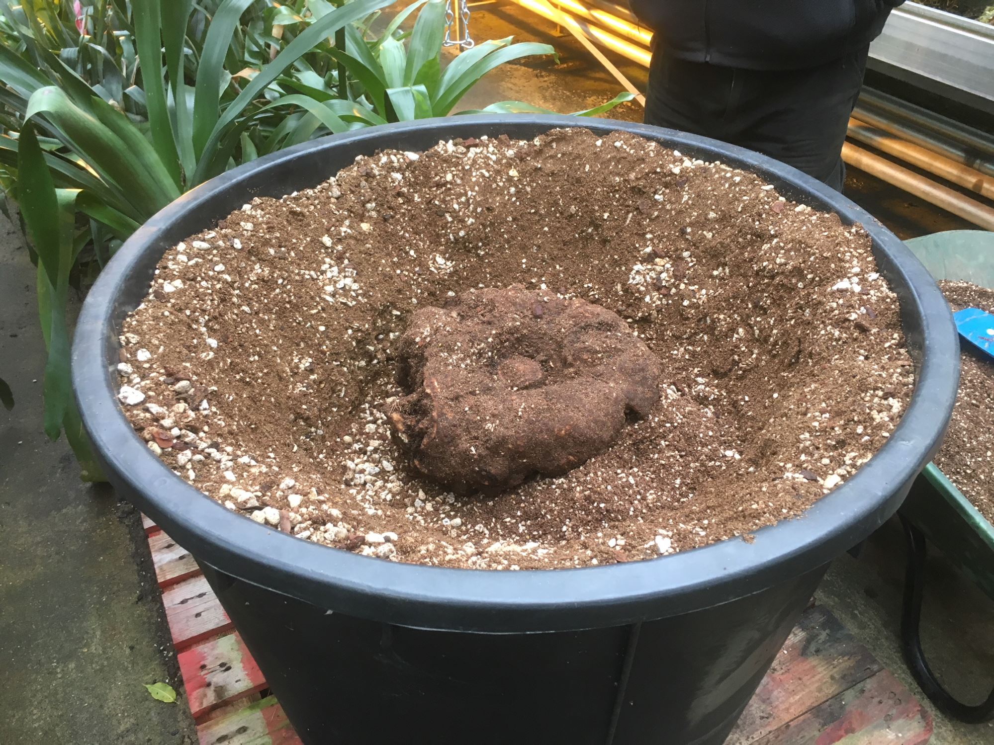 Image of Amorphophallus titanum