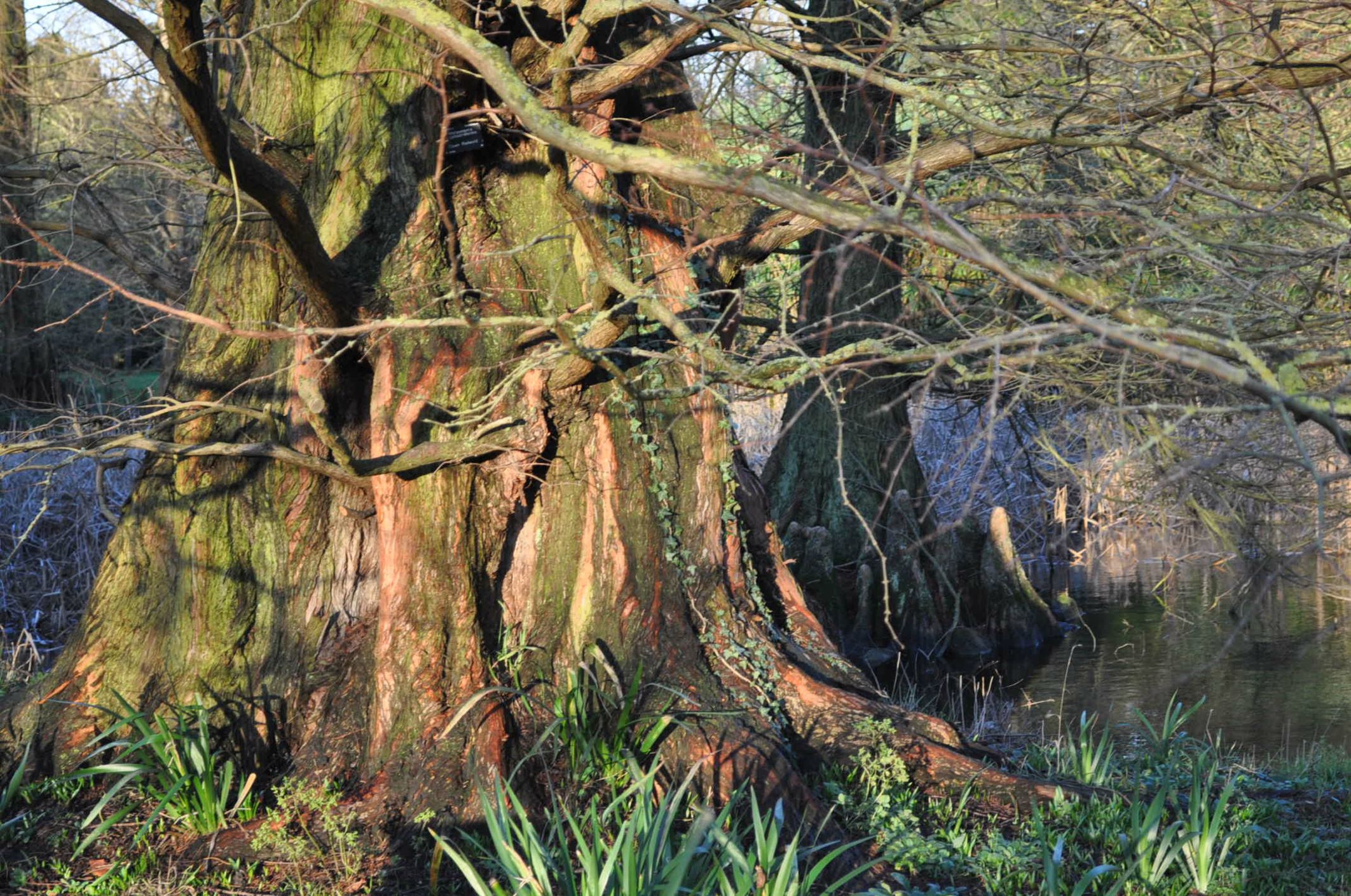 Image of Metasequoia glyptostroboides
