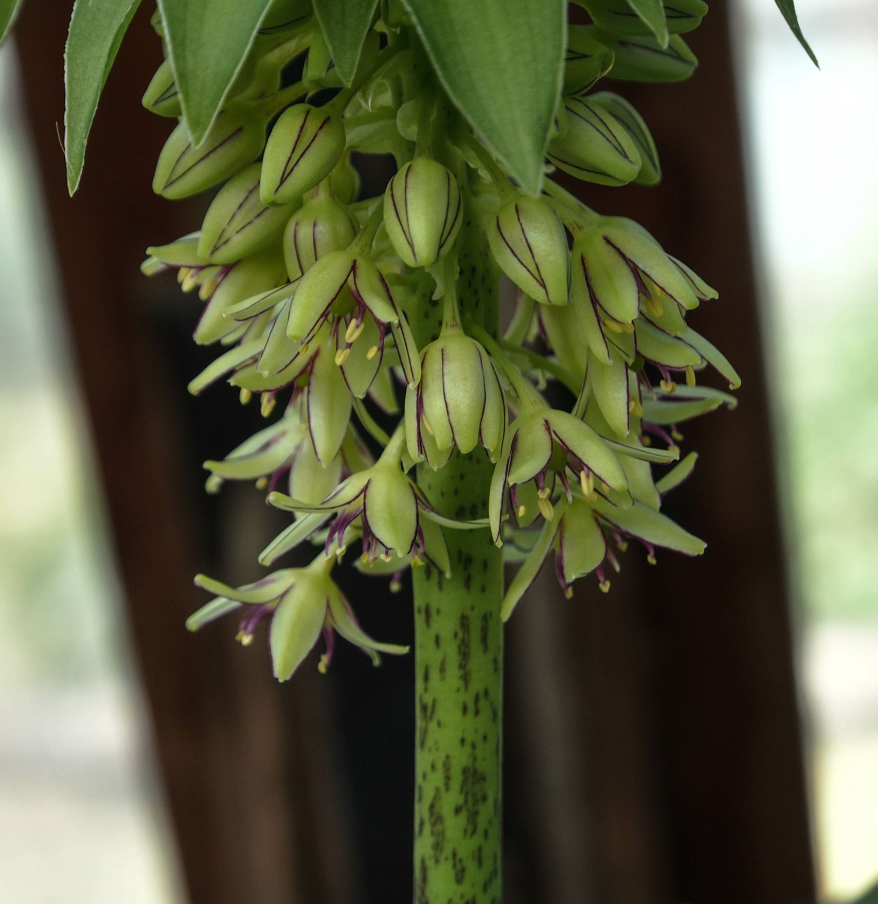 Image of Eucomis bicolor
