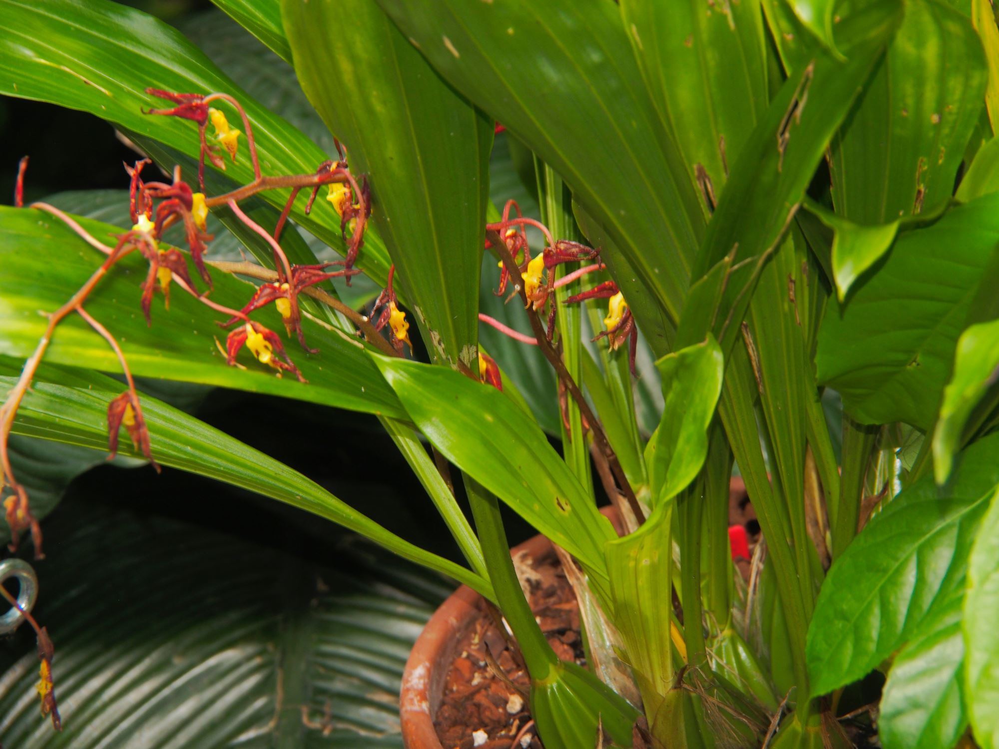 Image of Gongora quinquenervis