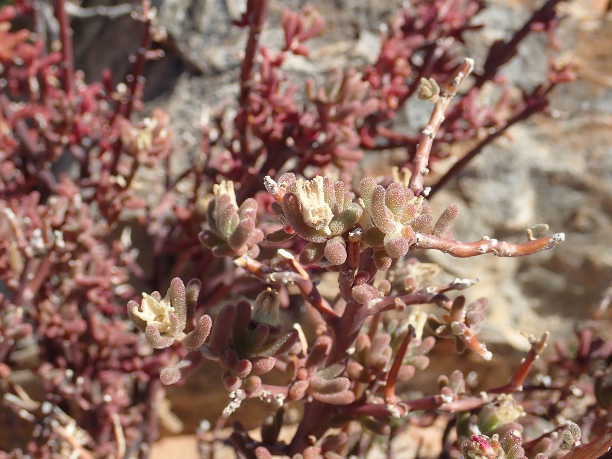 Image of Mesembryanthemum deciduum