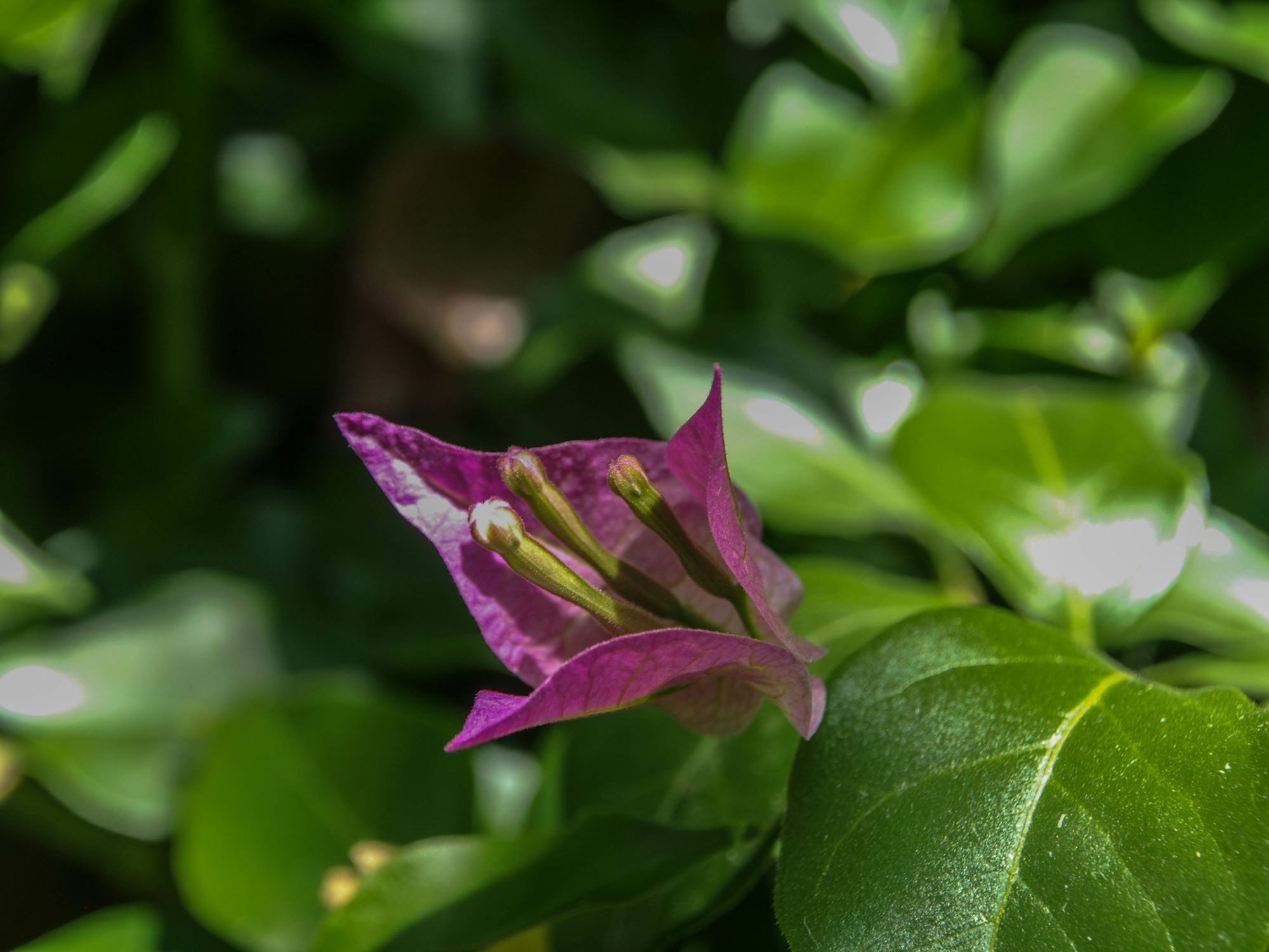 Image of Bougainvillea glabra 'Sanderiana'