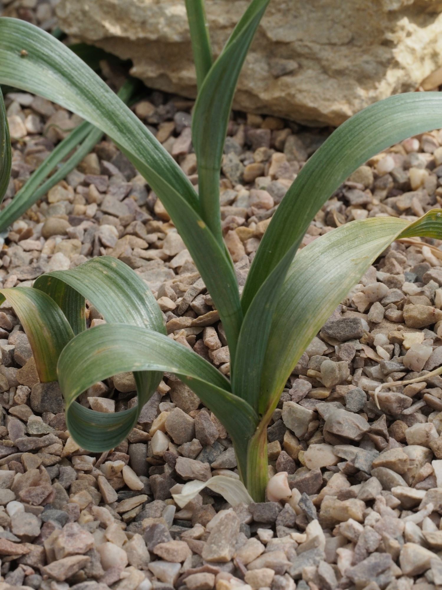 Image of Iris cycloglossa