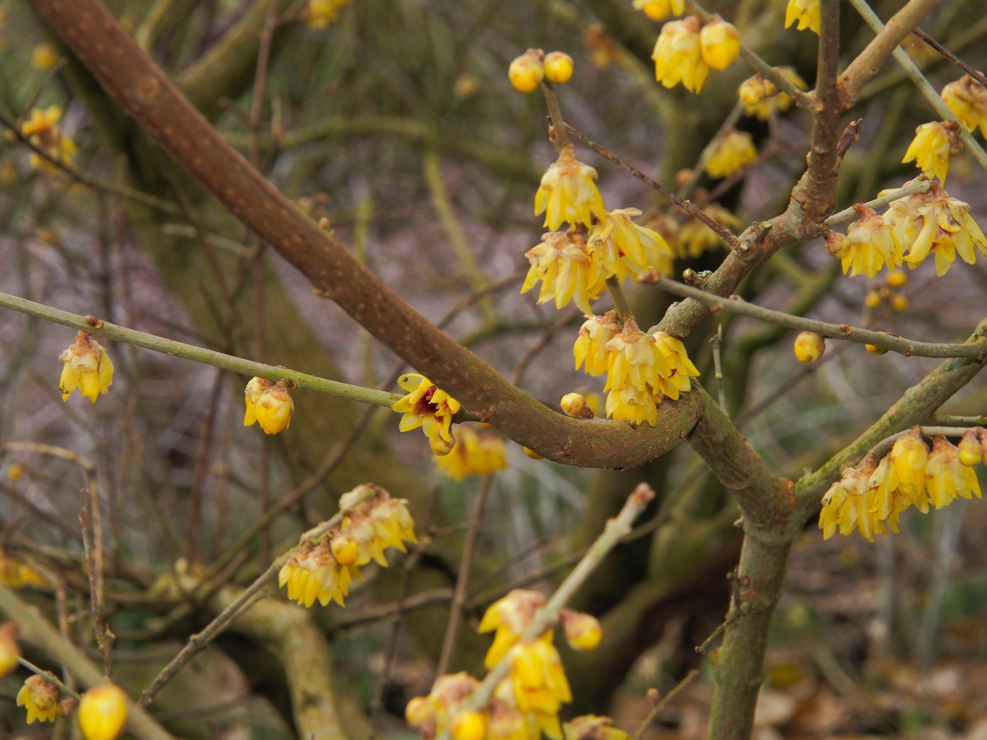 Image of Chimonanthus praecox 'Grandiflorus'