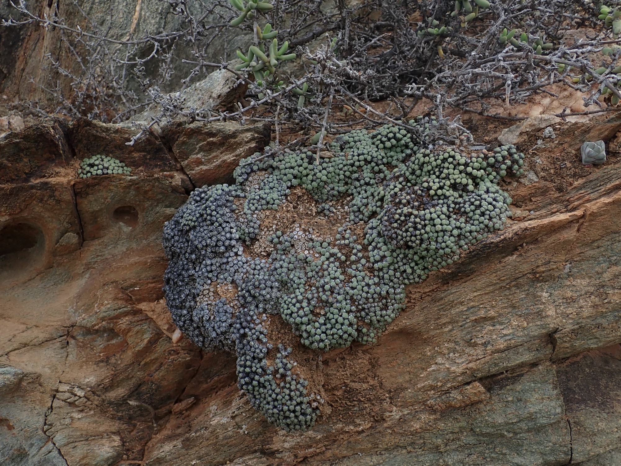 Image of Conophytum sp.