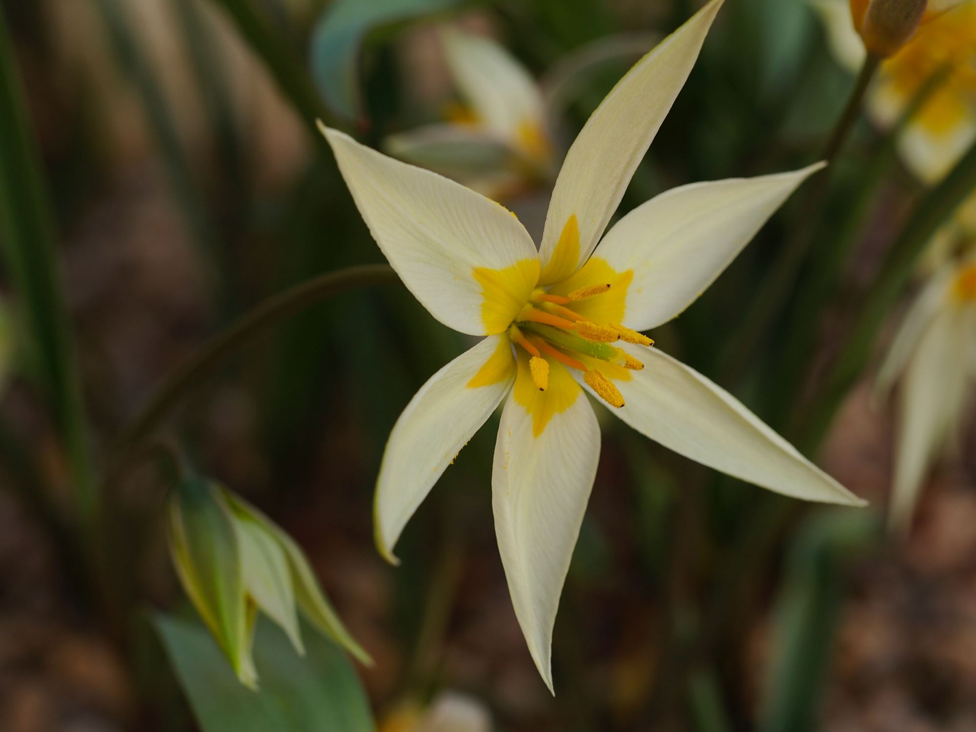 Image of Tulipa biflora